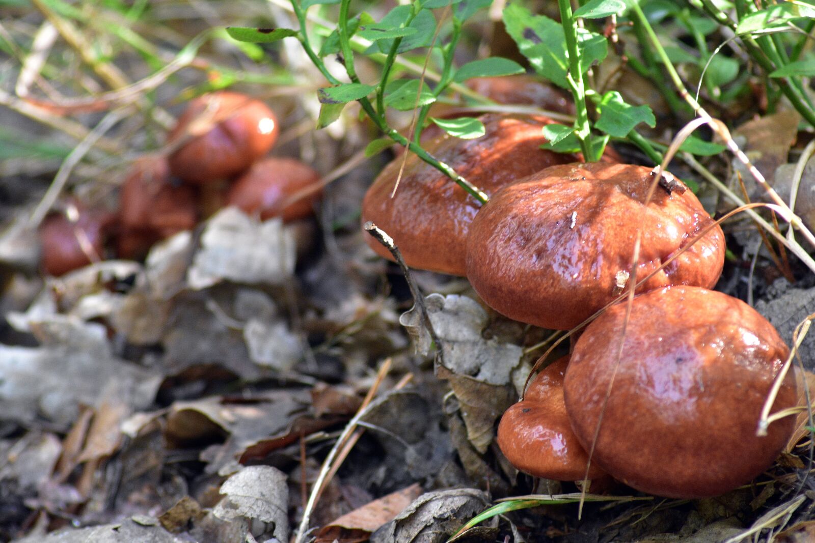 Nikon D3400 sample photo. Maslak, mushrooms, mushroom photography