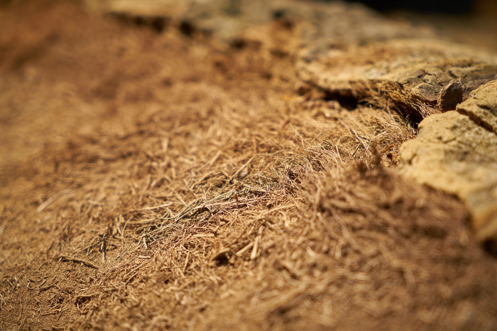 Sony a7R II sample photo. Yellow, hay, abstract photography