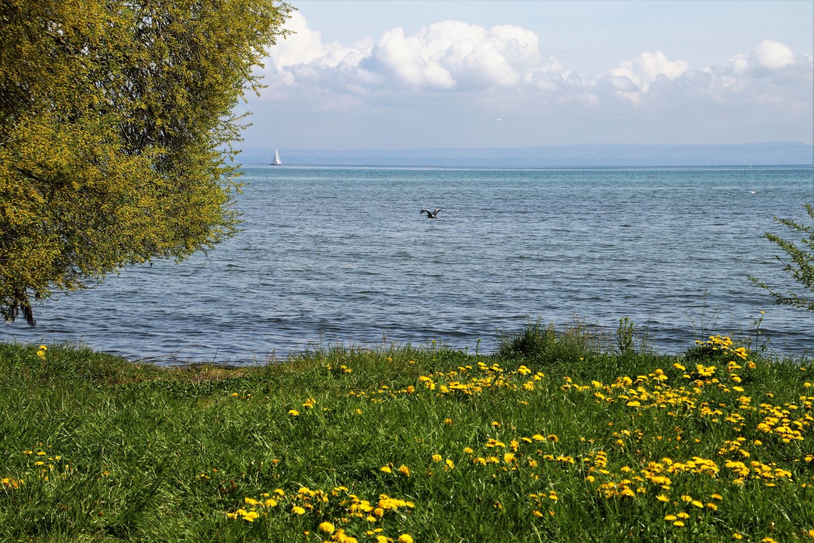 Canon EOS 80D sample photo. Spring, lake, grass photography