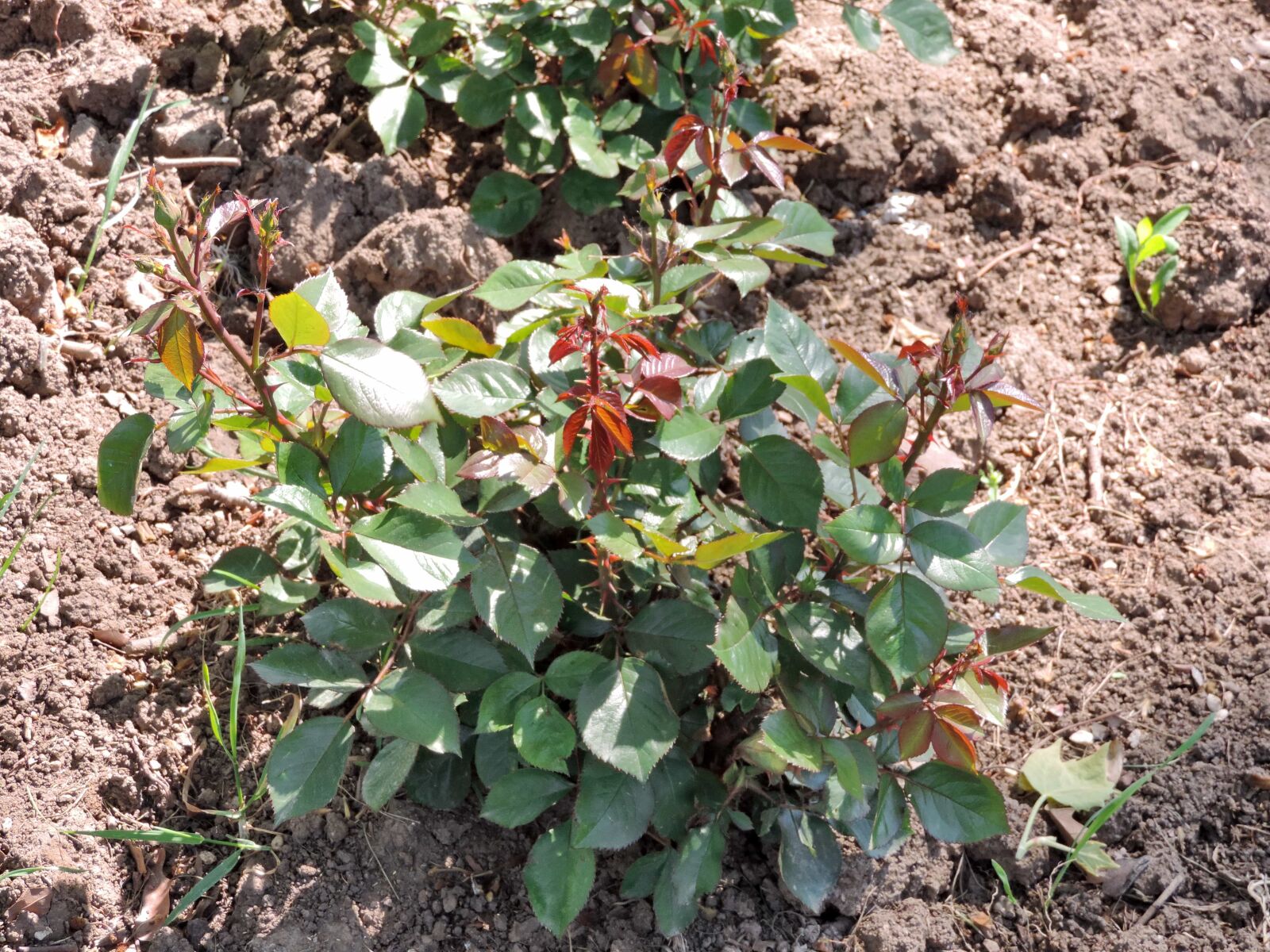 Nikon Coolpix P520 sample photo. Rose, soil, agriculture, flora photography