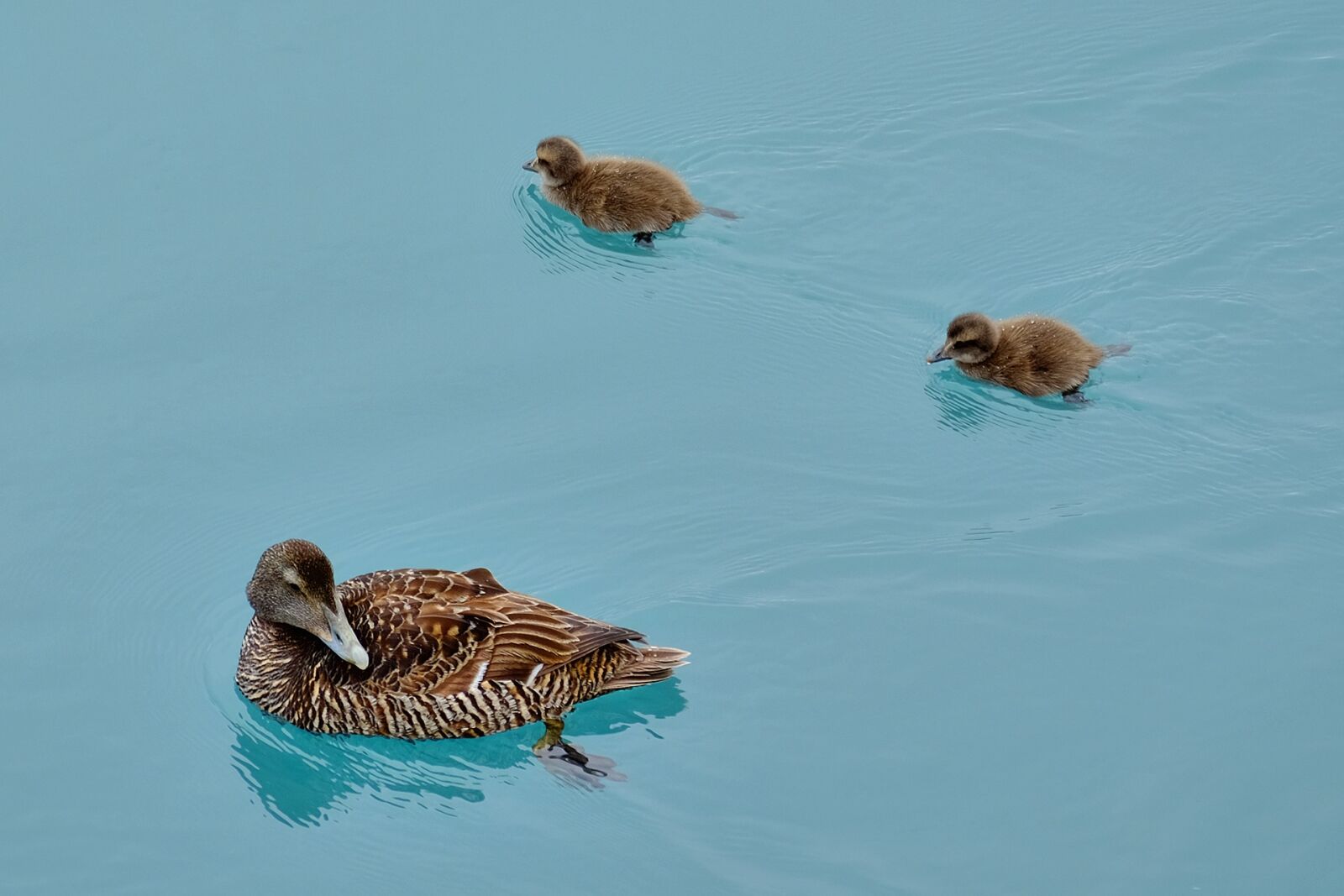 Fujifilm X-T10 + Fujifilm XC 50-230mm F4.5-6.7 OIS II sample photo. Duck, chicks, small photography