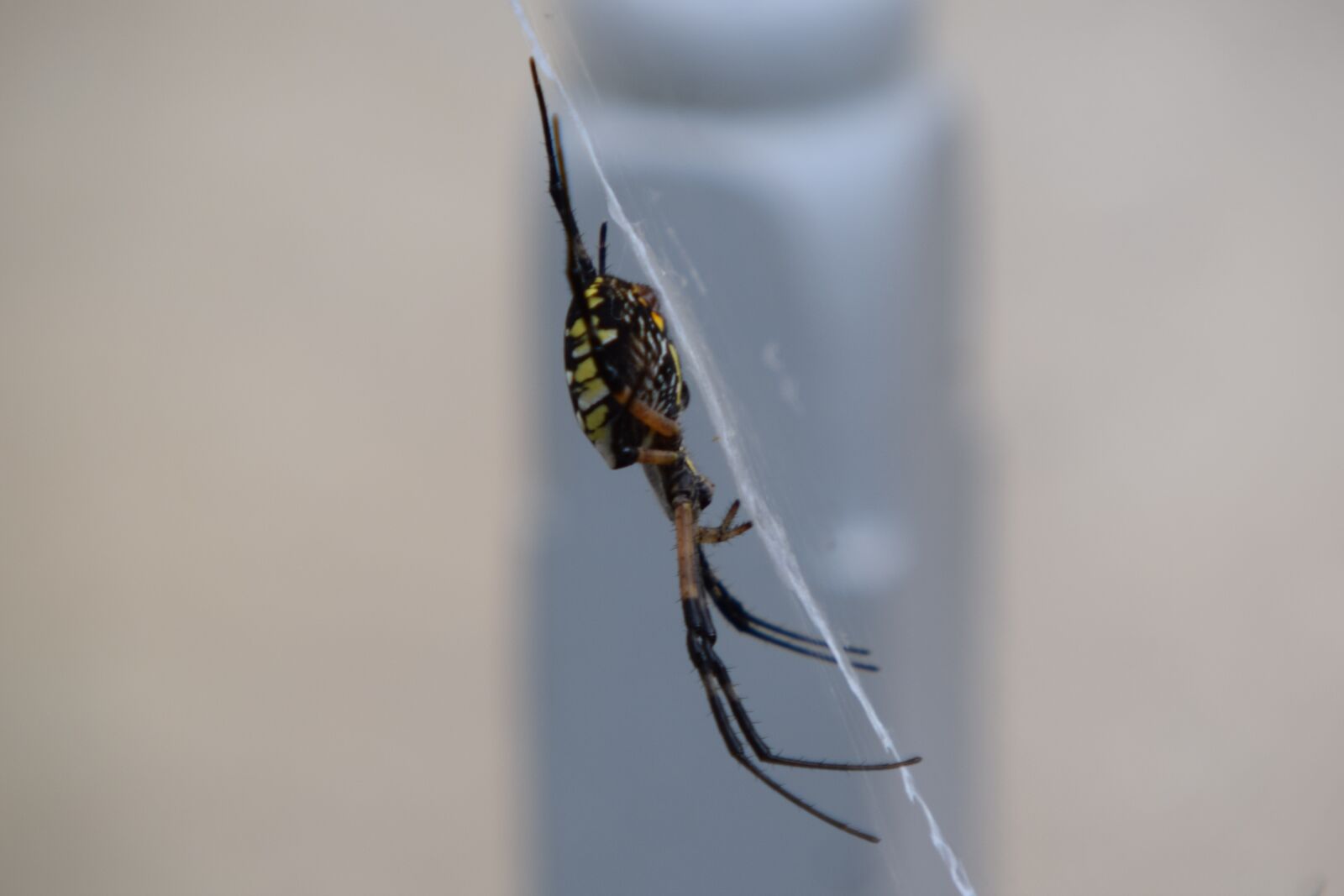 Nikon D3300 sample photo. Spider, garden, arachnid photography