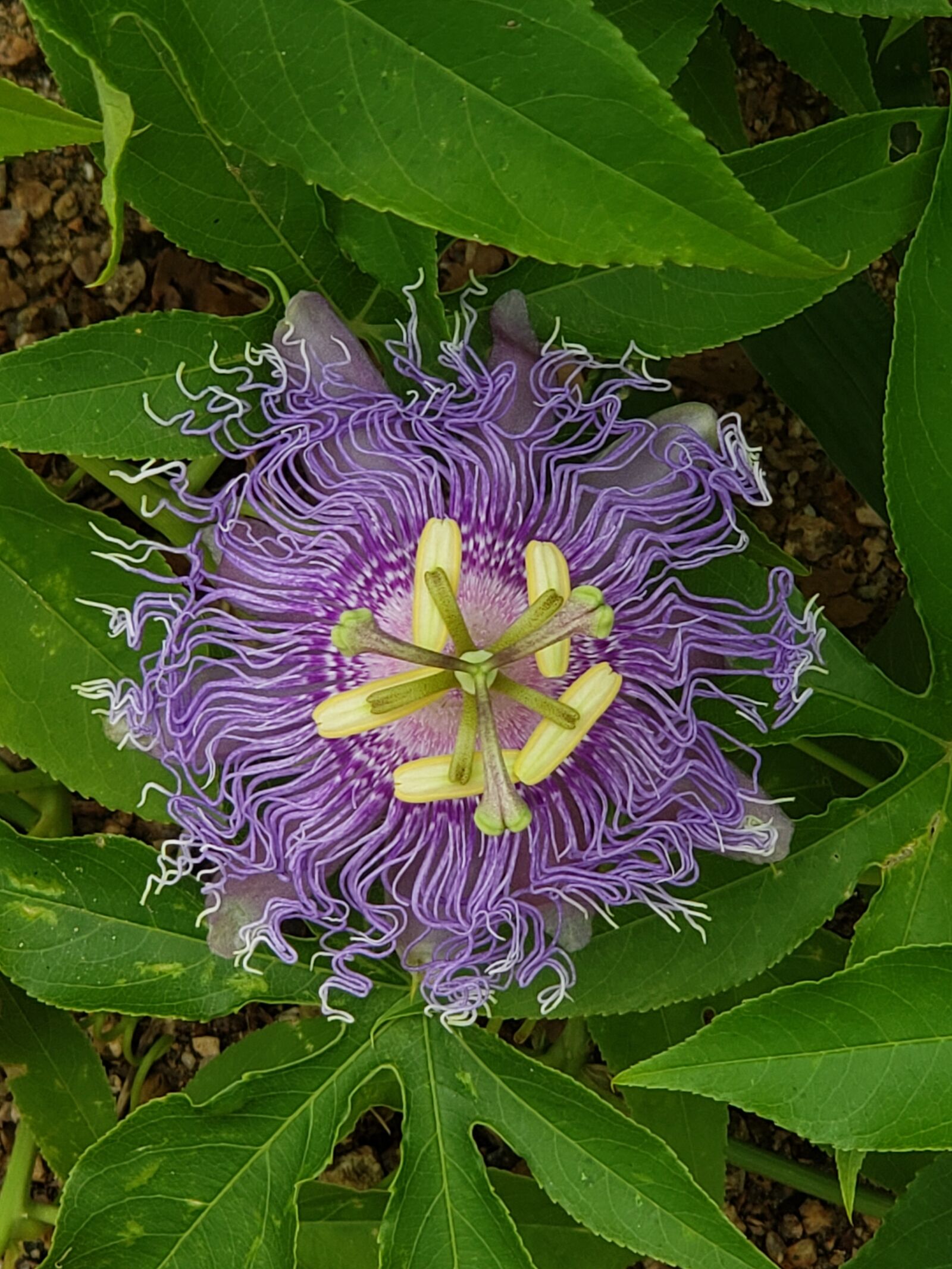 Samsung Galaxy S9+ sample photo. Purple, passion, flower photography