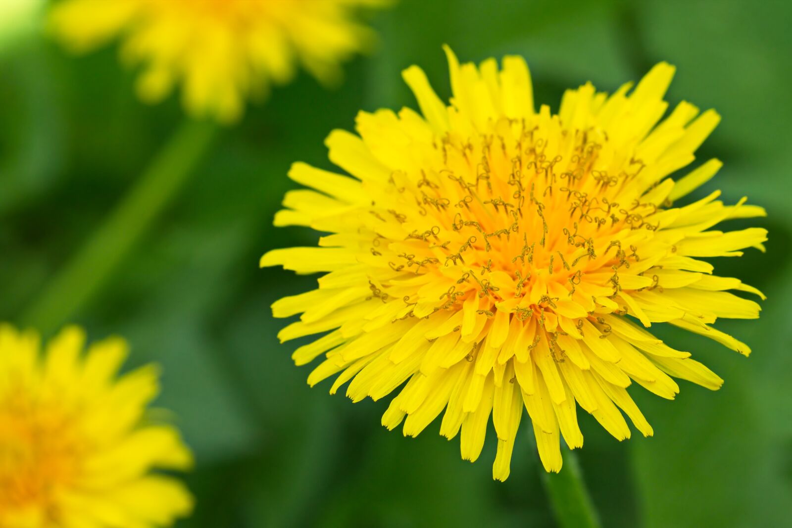 Nikon D5300 sample photo. Flower, dandelion, yellow photography