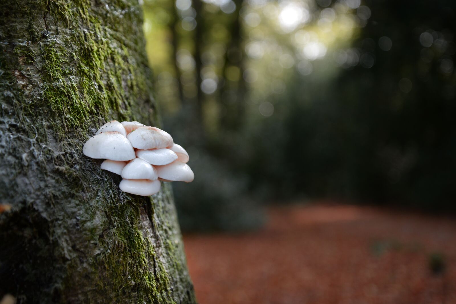Nikon D610 sample photo. Mushroom, tree, forest photography