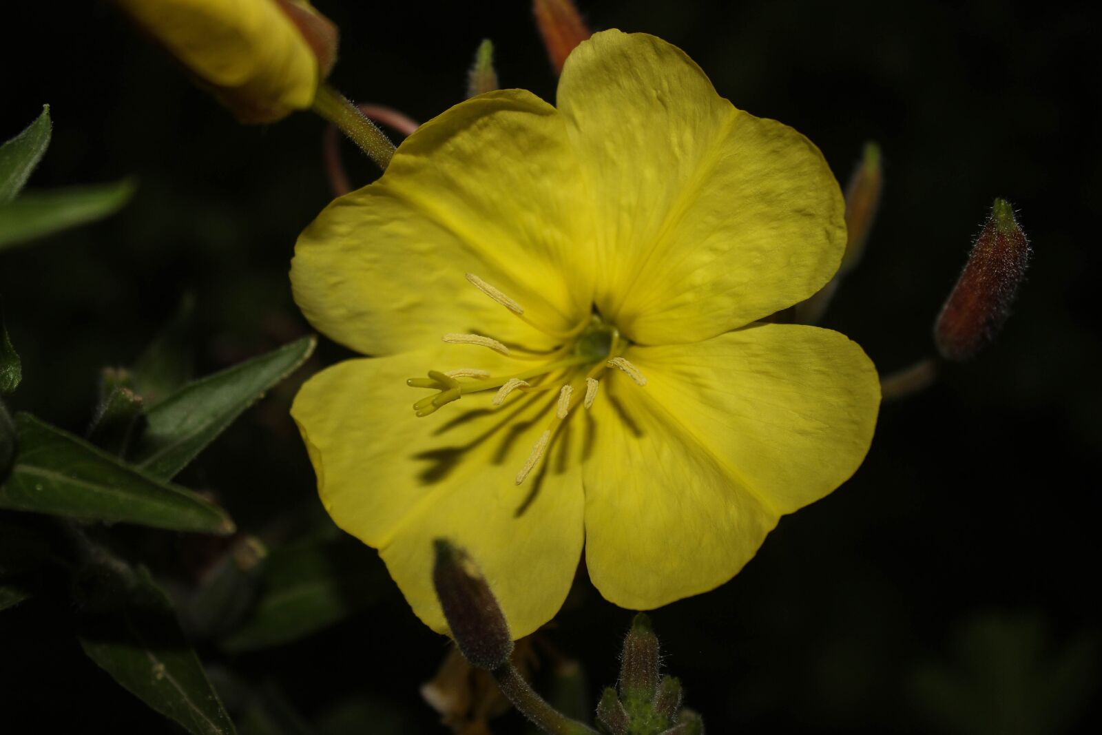 Canon EOS 600D (Rebel EOS T3i / EOS Kiss X5) sample photo. Evening primrose, yellow, flower photography