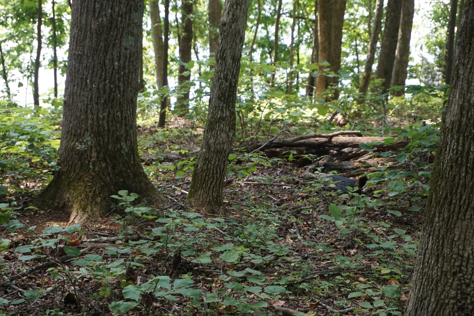 Sony a6000 sample photo. Forest, tennessee, nature photography