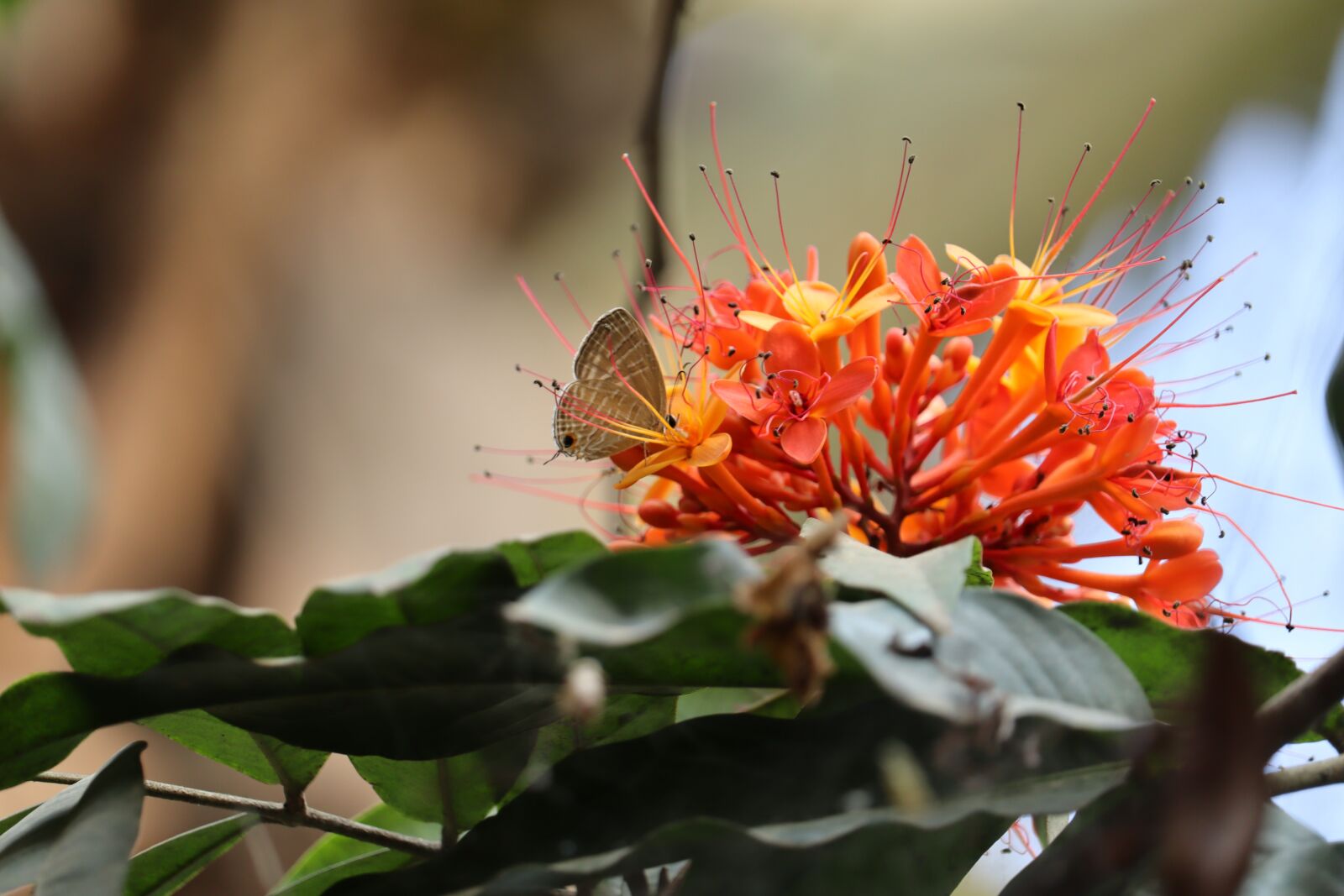 Canon EOS 250D (EOS Rebel SL3 / EOS Kiss X10 / EOS 200D II) sample photo. Hibicus, kerala, nature photography