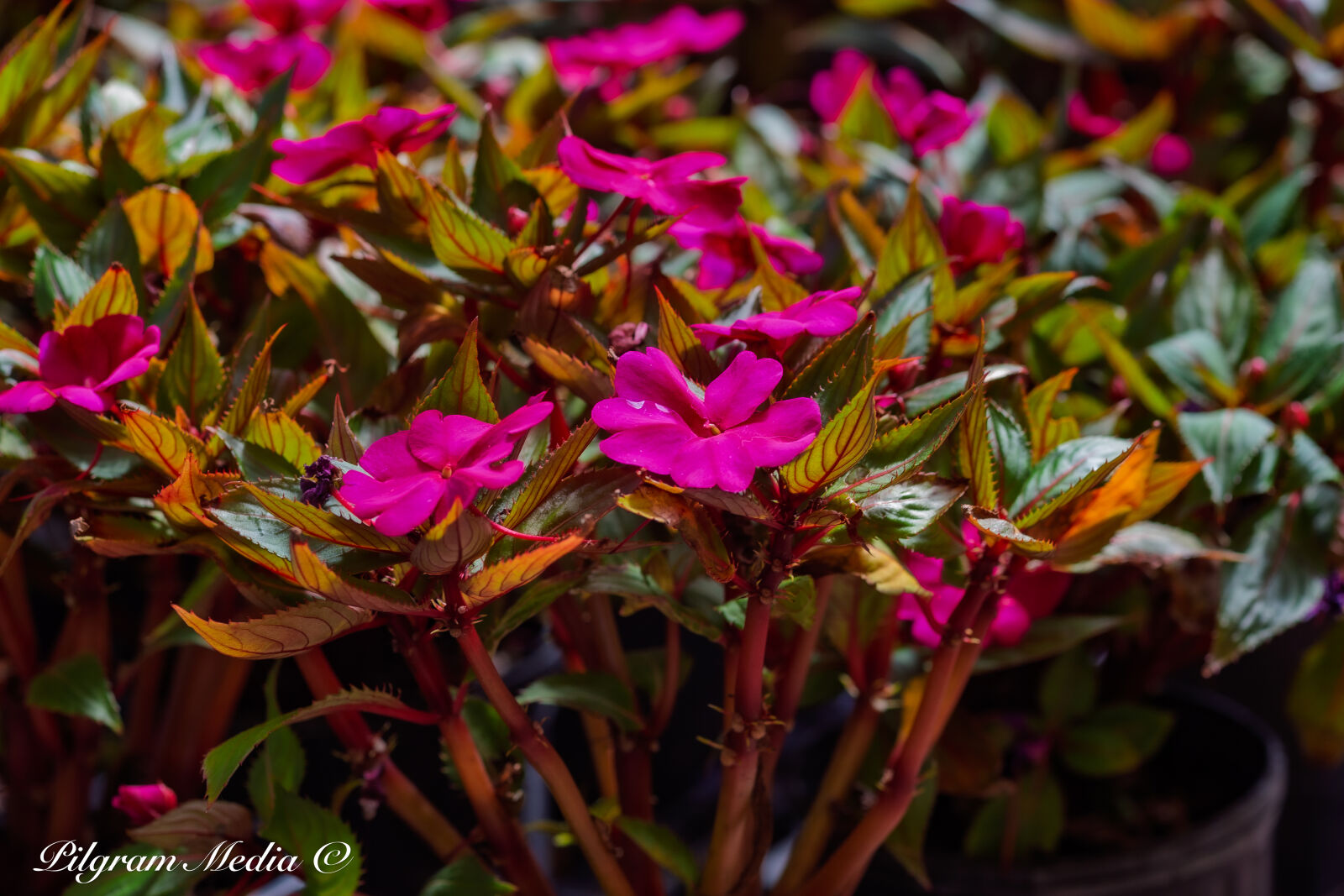Canon EOS-1D X sample photo