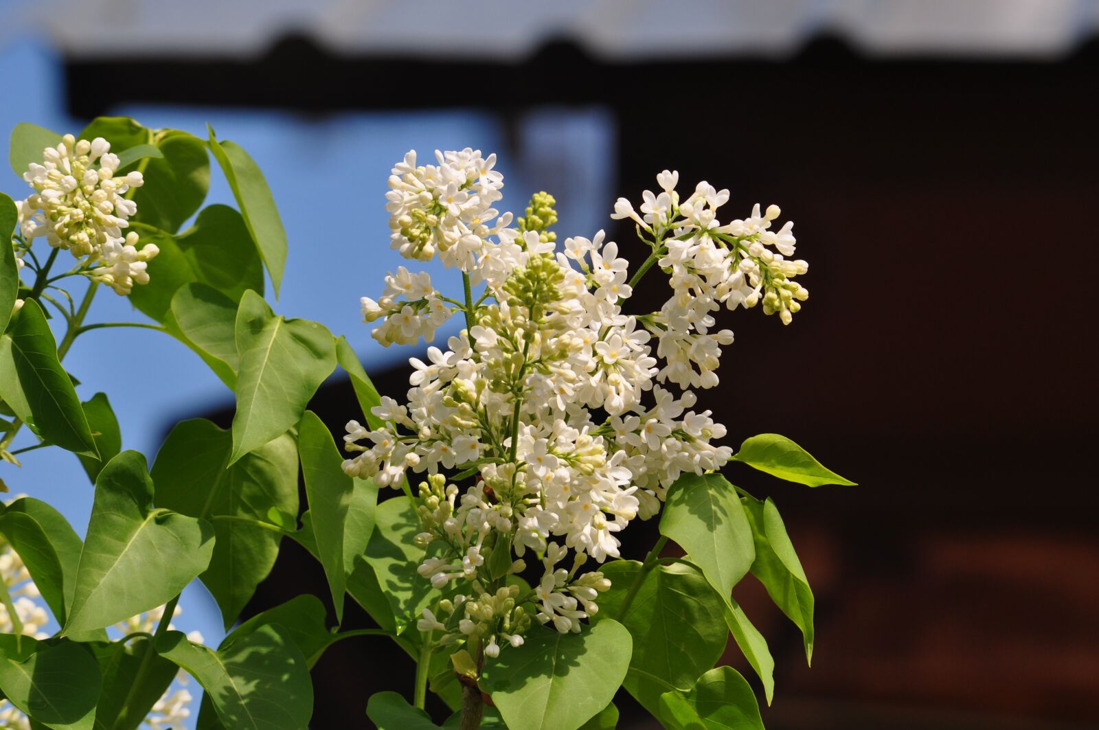 Nikon D5000 sample photo. Spring, beauty, nature photography
