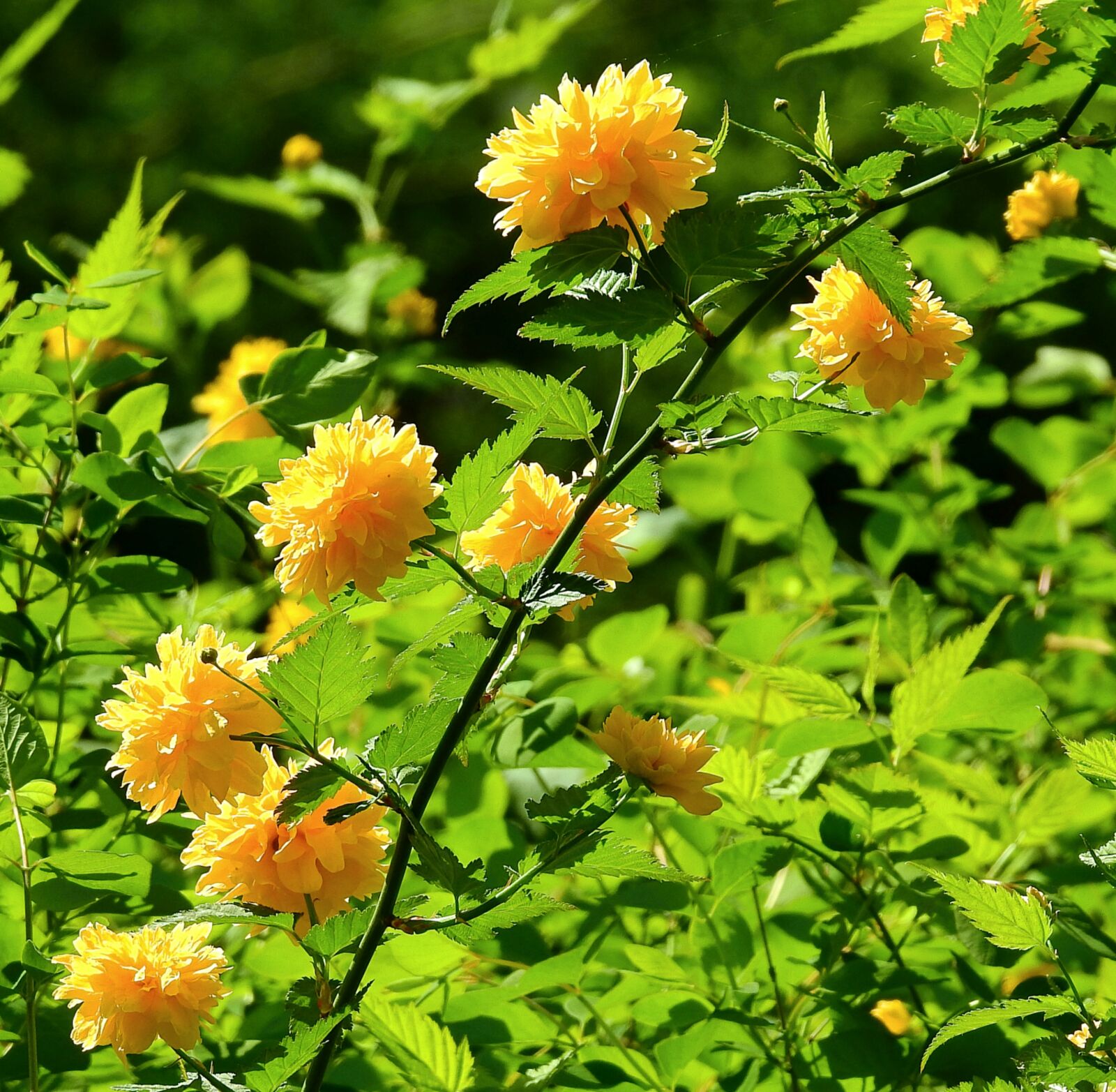 Nikon Coolpix P900 sample photo. Flower, nature, spring photography