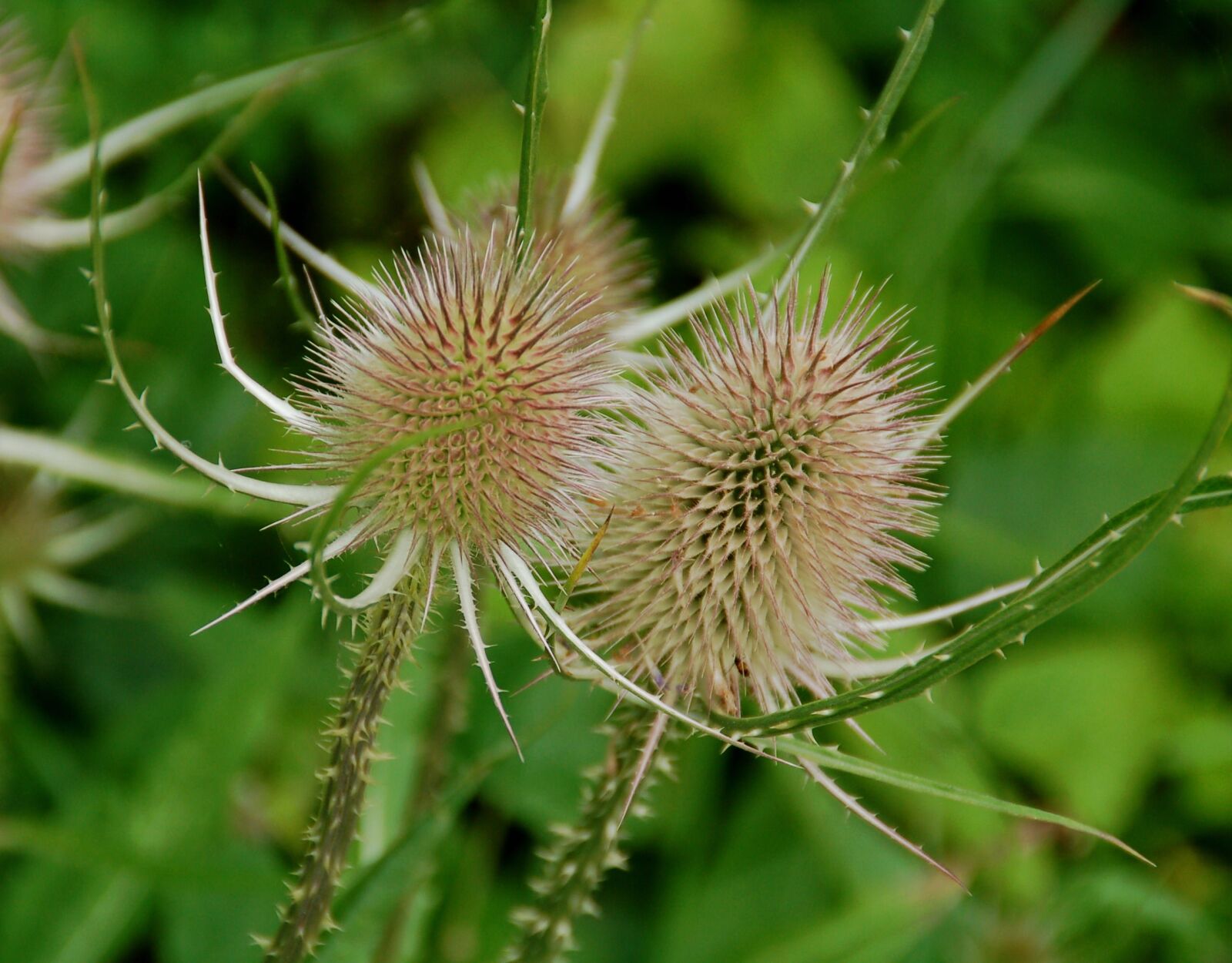 Nikon D50 sample photo. Nature, spines, plant photography