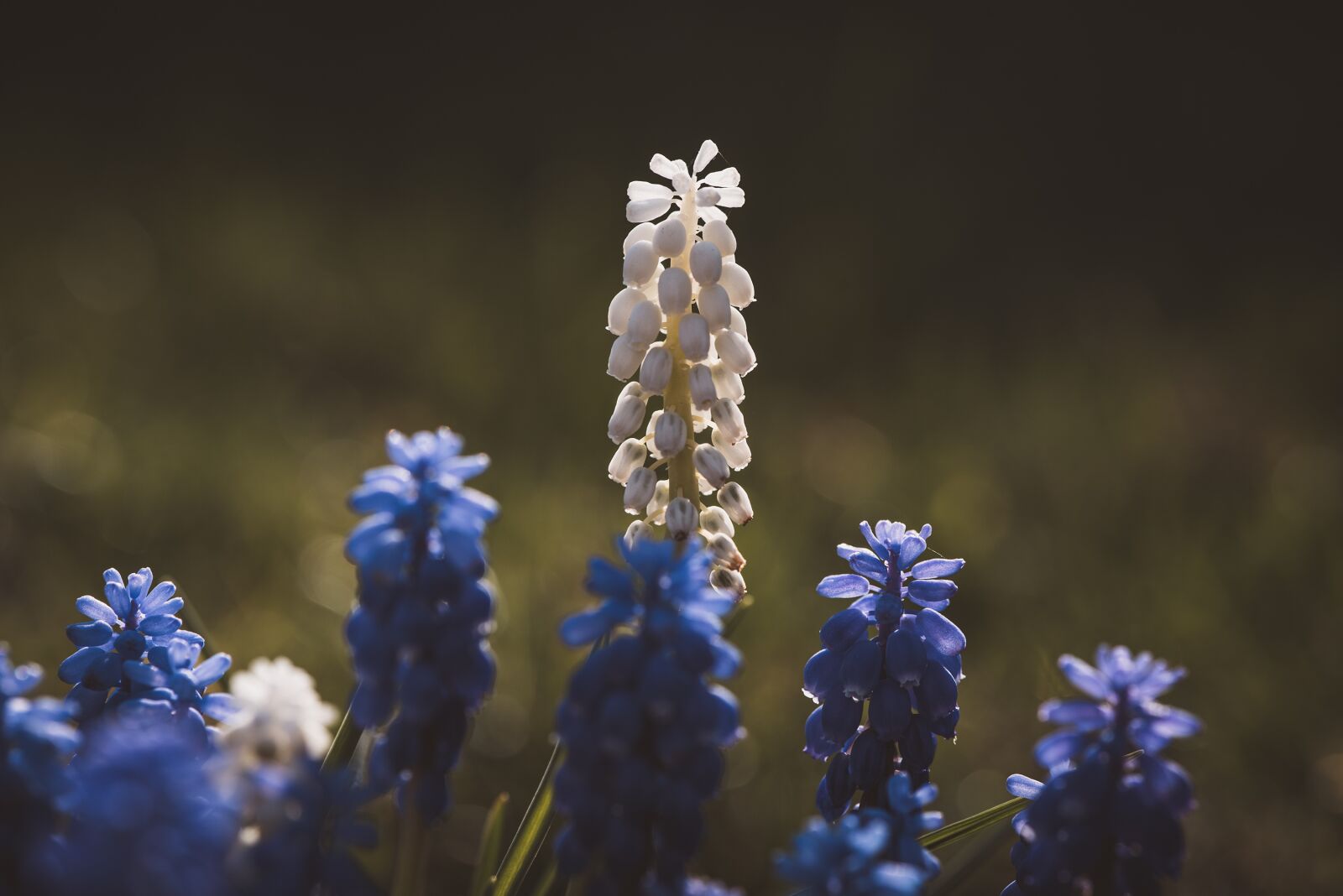Nikon D750 sample photo. Grape hyacinth, flowers, spring photography