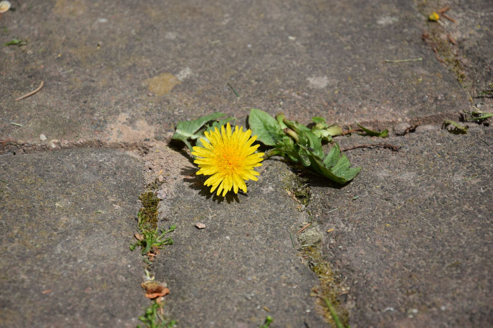 Nikon D3300 sample photo. Dandelion, flower, nature photography