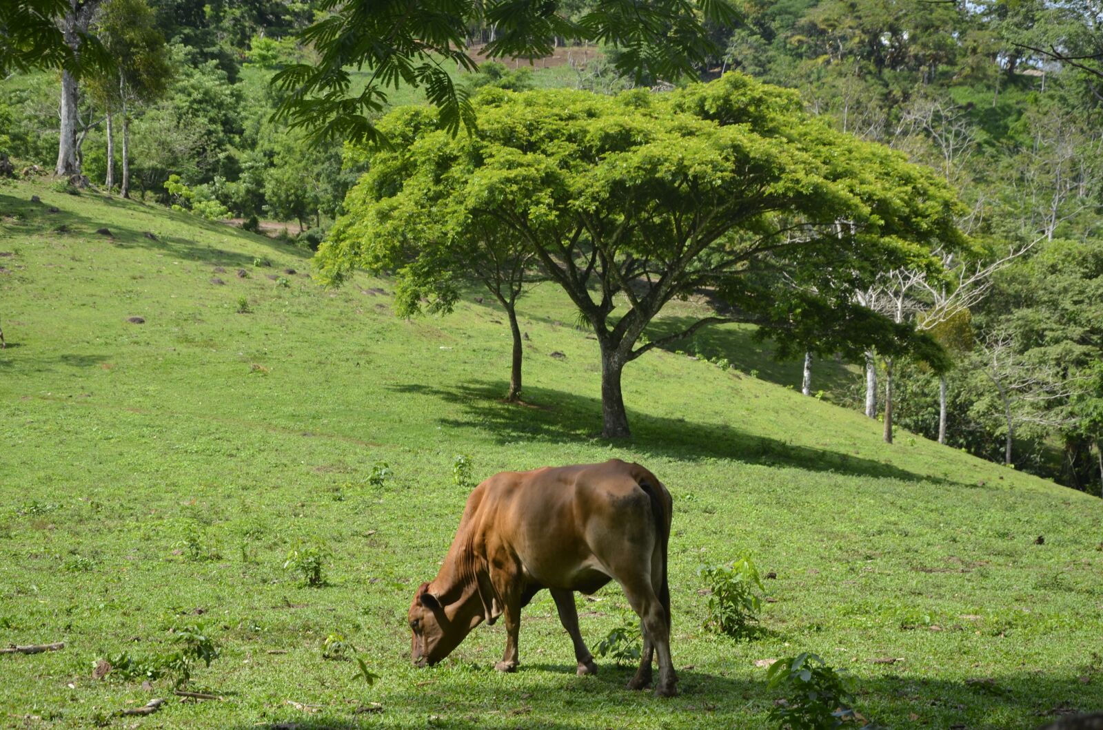 Nikon D7000 sample photo. Livestock, climate change, nutrition photography
