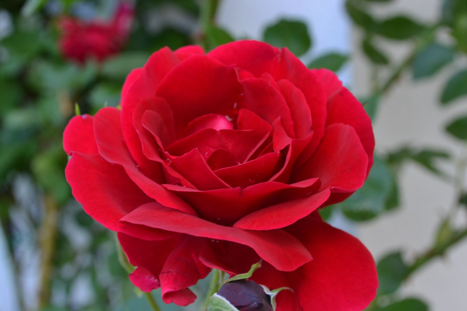 Nikon D3100 sample photo. Roses, red, flower photography