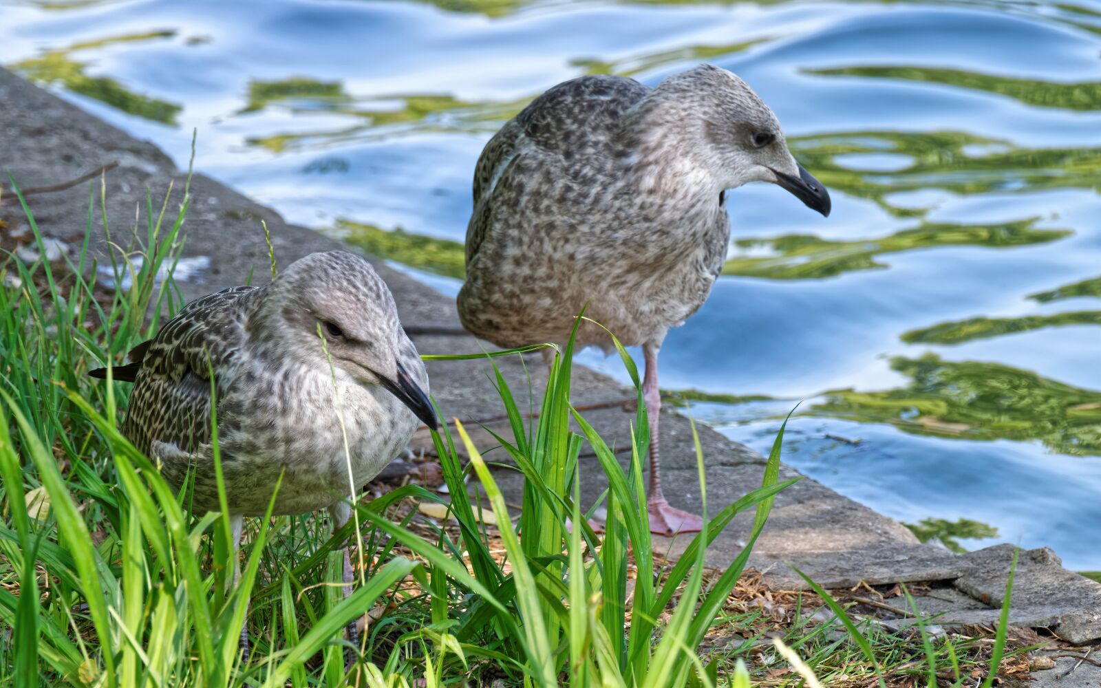 Nikon D5300 sample photo. Birds, seagulls, plumage photography