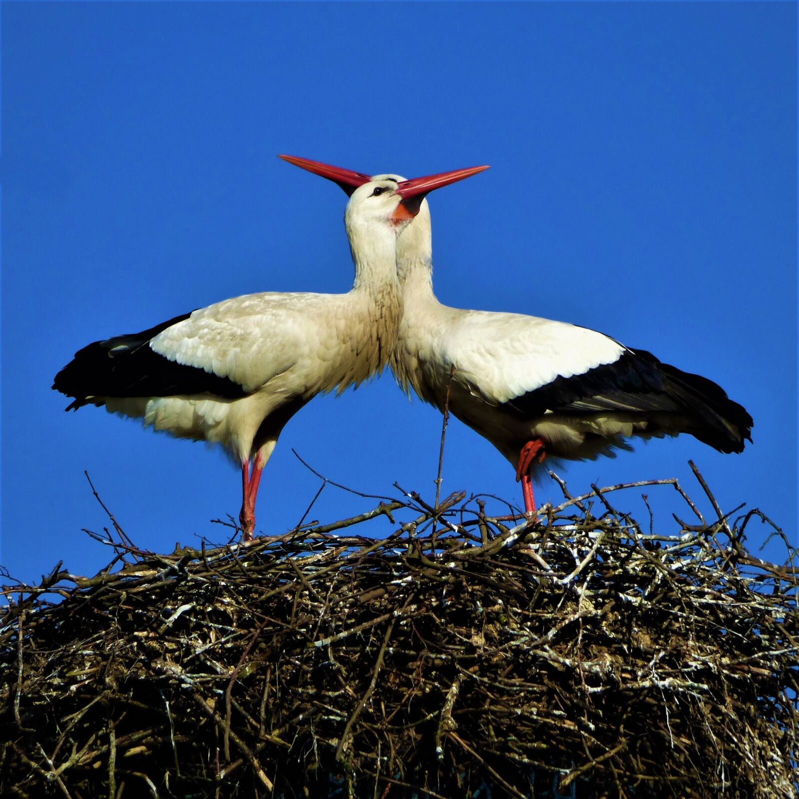 Panasonic DMC-FZ72 sample photo. Storks, storchenpaaar, beaks photography
