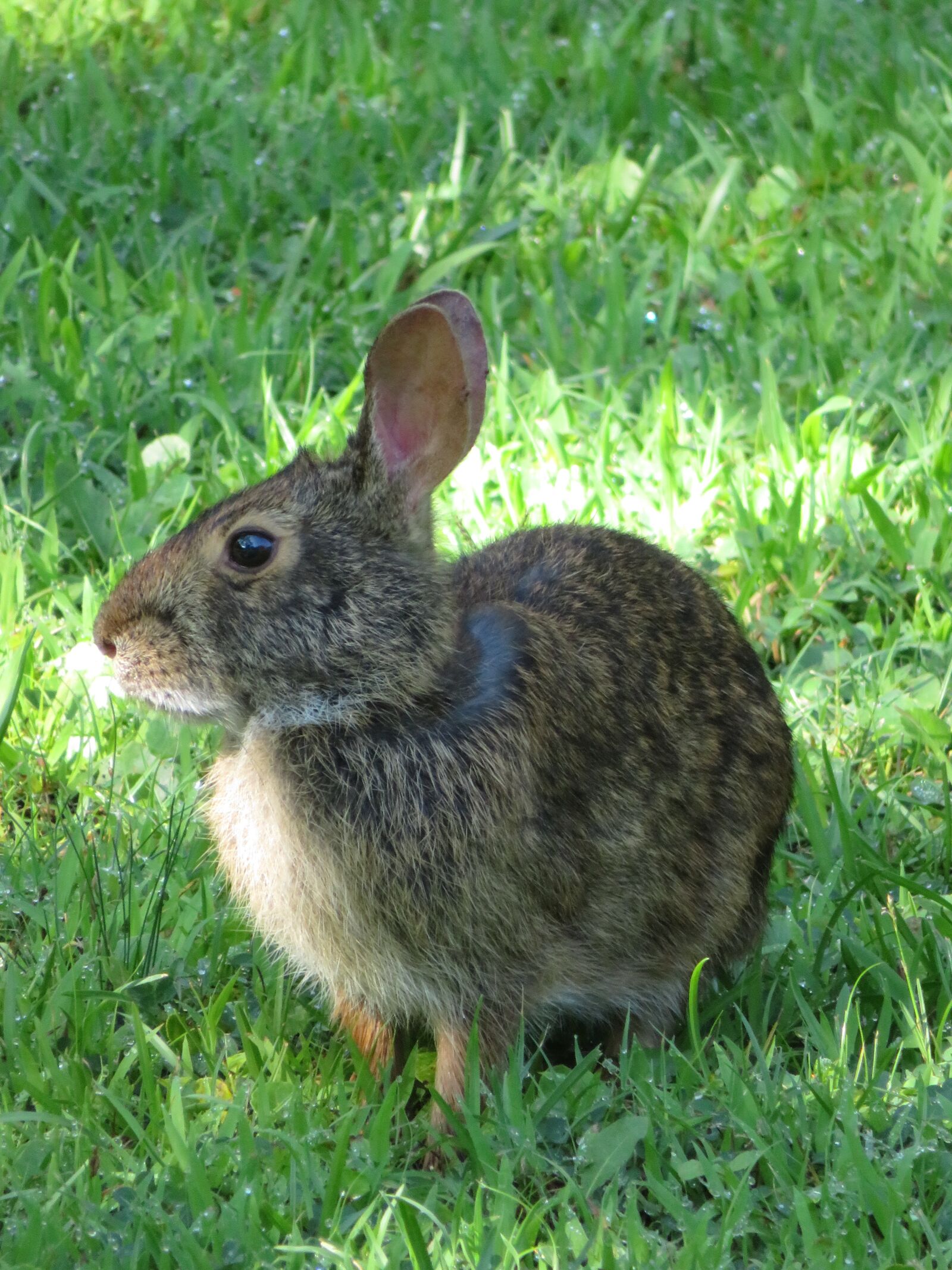 Canon PowerShot SX720 HS sample photo. Rabbit, bunny, animal photography