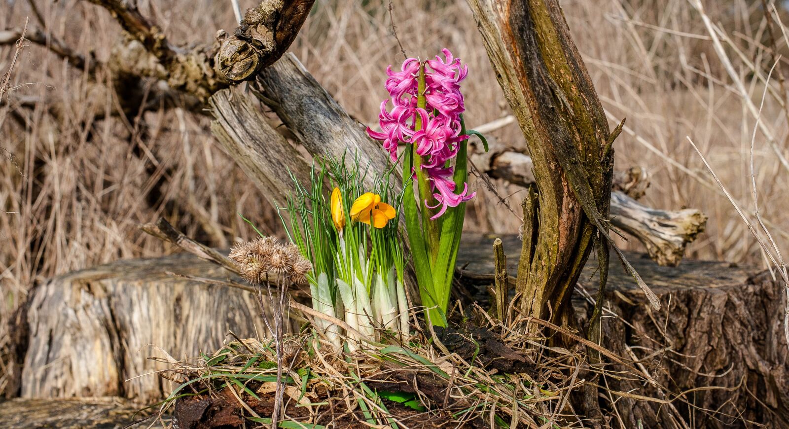 Nikon D700 sample photo. Early bloomer, reed, tree photography