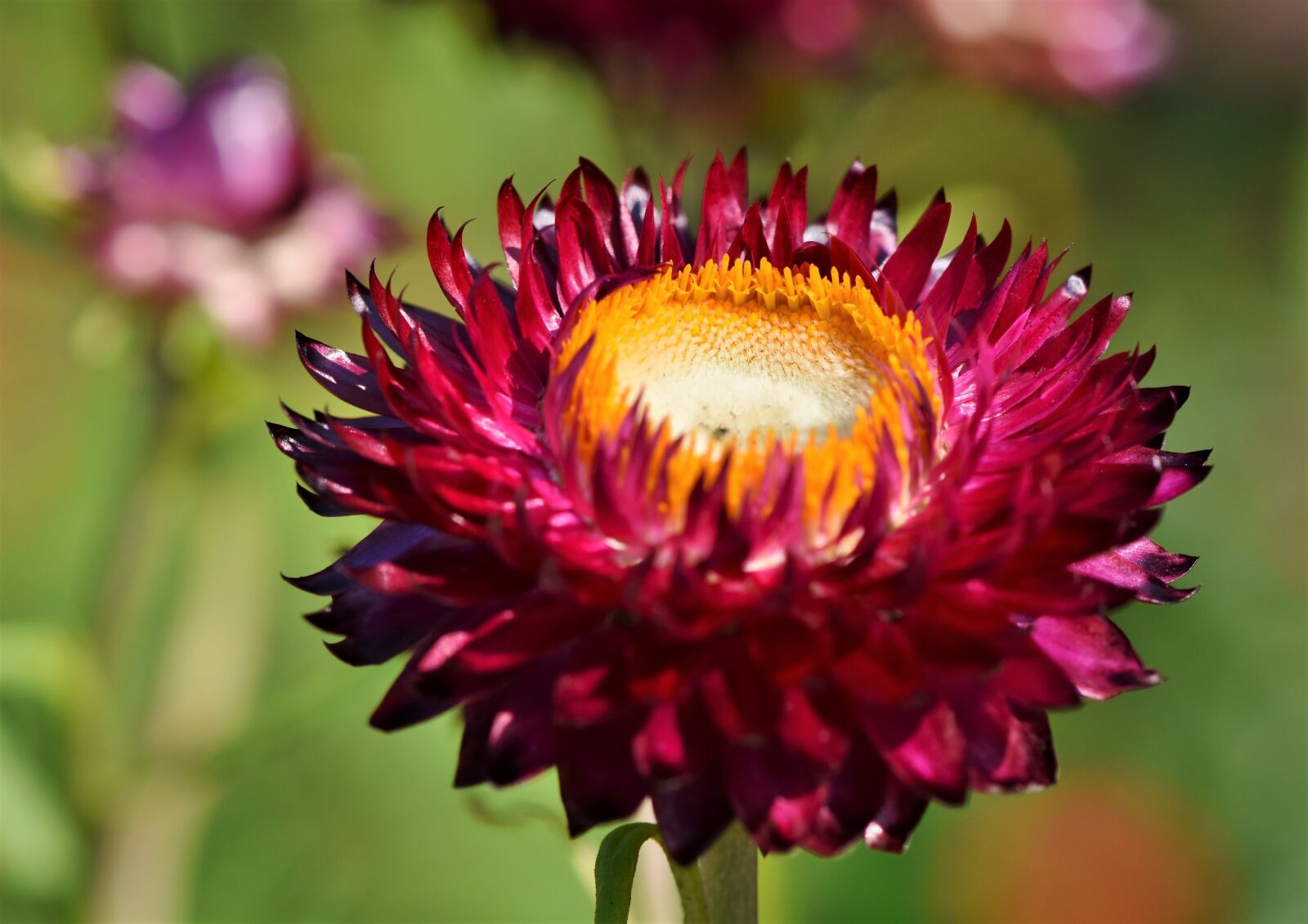 Nikon D7200 sample photo. Italicum, flower, blossom photography