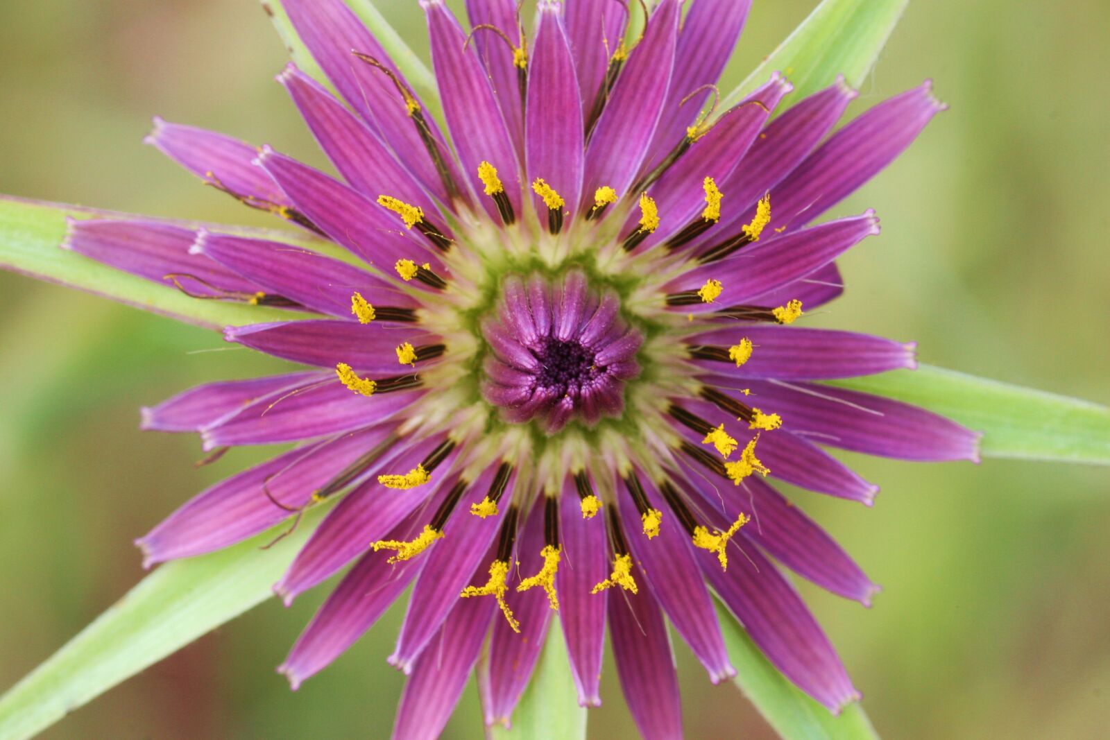 Canon EOS 30D sample photo. Tragopogon, porifolius, flower photography