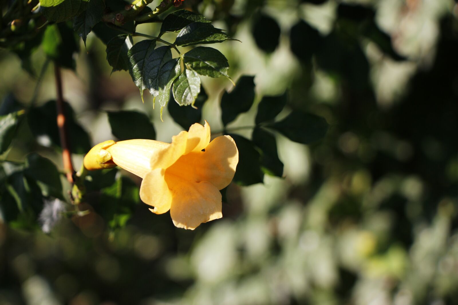 Canon EOS 650D (EOS Rebel T4i / EOS Kiss X6i) + Canon EF-S 18-135mm F3.5-5.6 IS STM sample photo. Yellow, trumpet vine, greenery photography