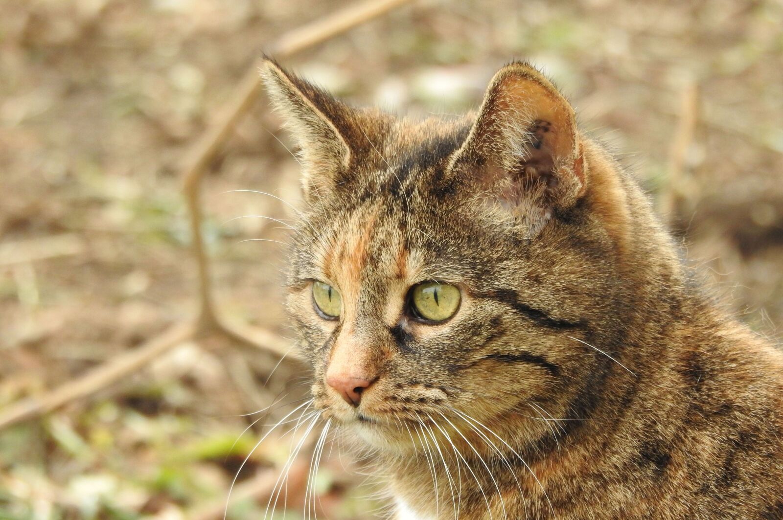 Nikon Coolpix P900 sample photo. Cat, portrait, face photography