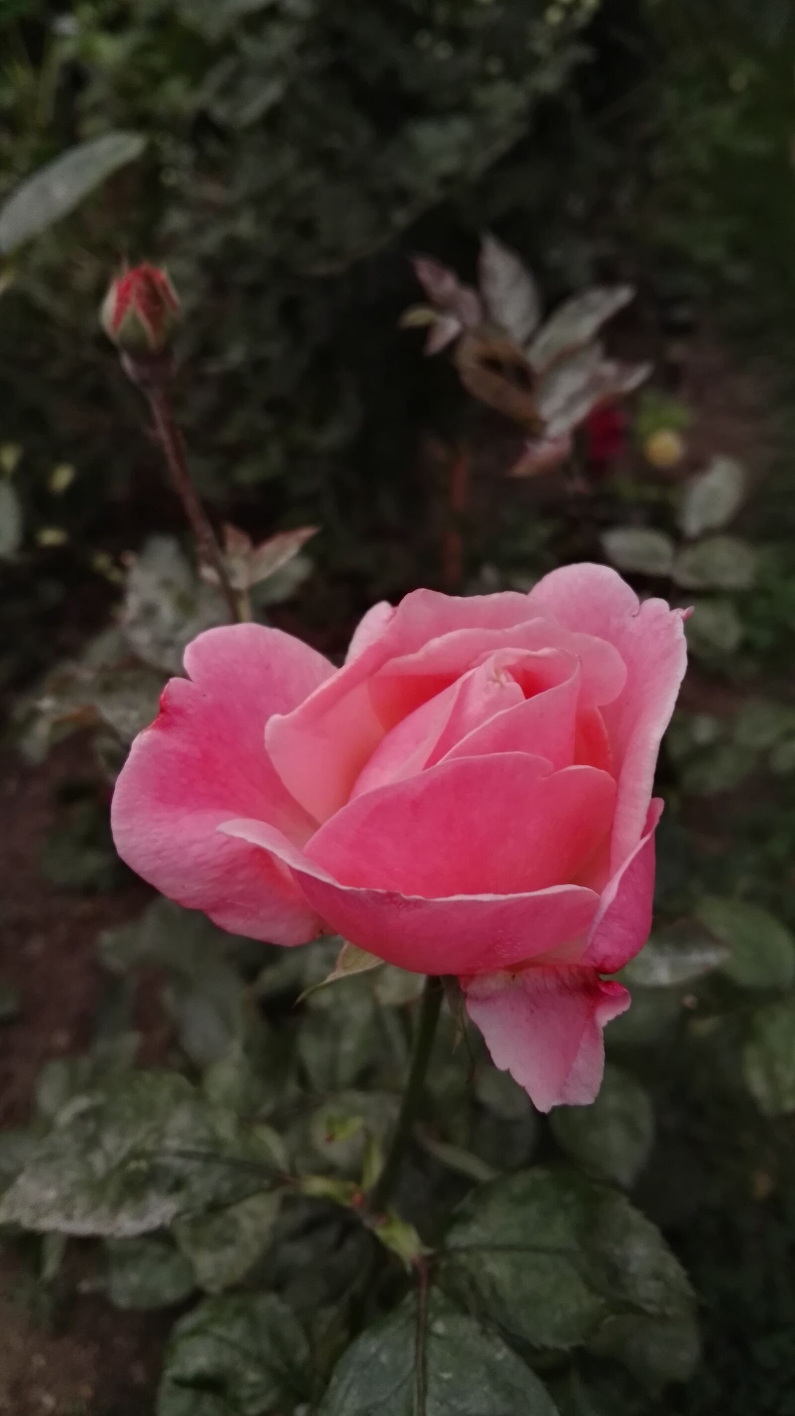 HUAWEI GRA-L09 sample photo. Rose, pink, flower photography