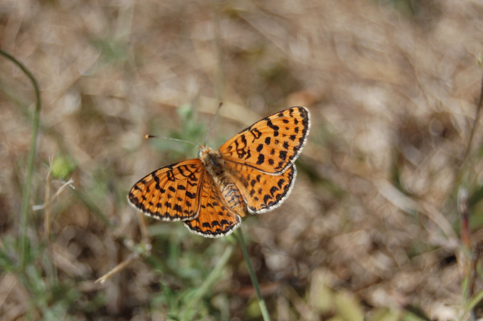 Nikon D40 sample photo. Butterfly, nature, insects photography