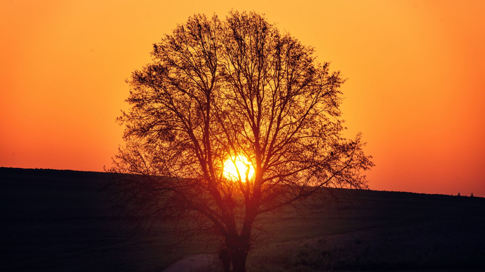 Sony a7 II + Sony FE 24-240mm F3.5-6.3 OSS sample photo. Tree, sunset, evening photography