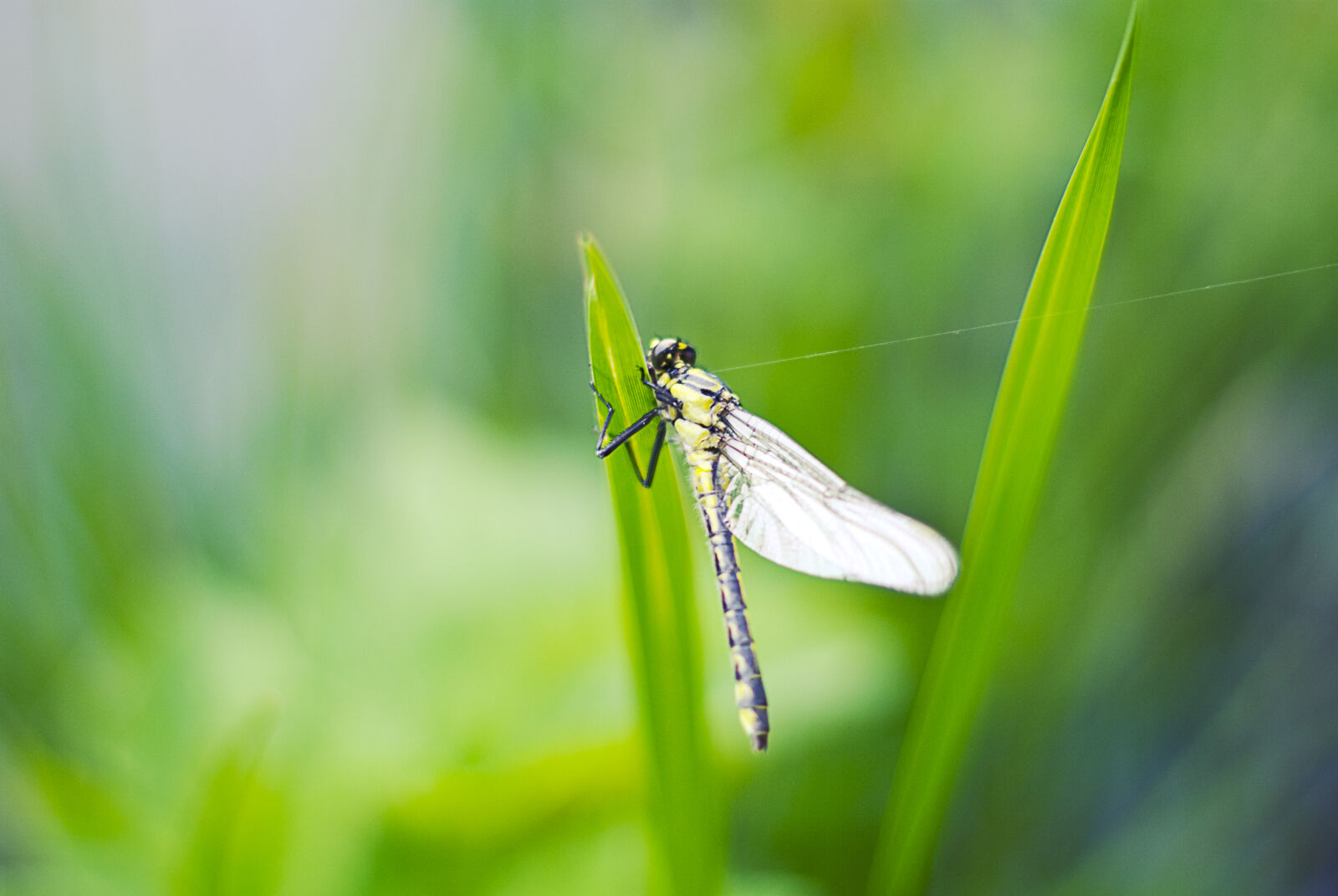 Nikon D60 sample photo. Selective, focus, photo, of photography