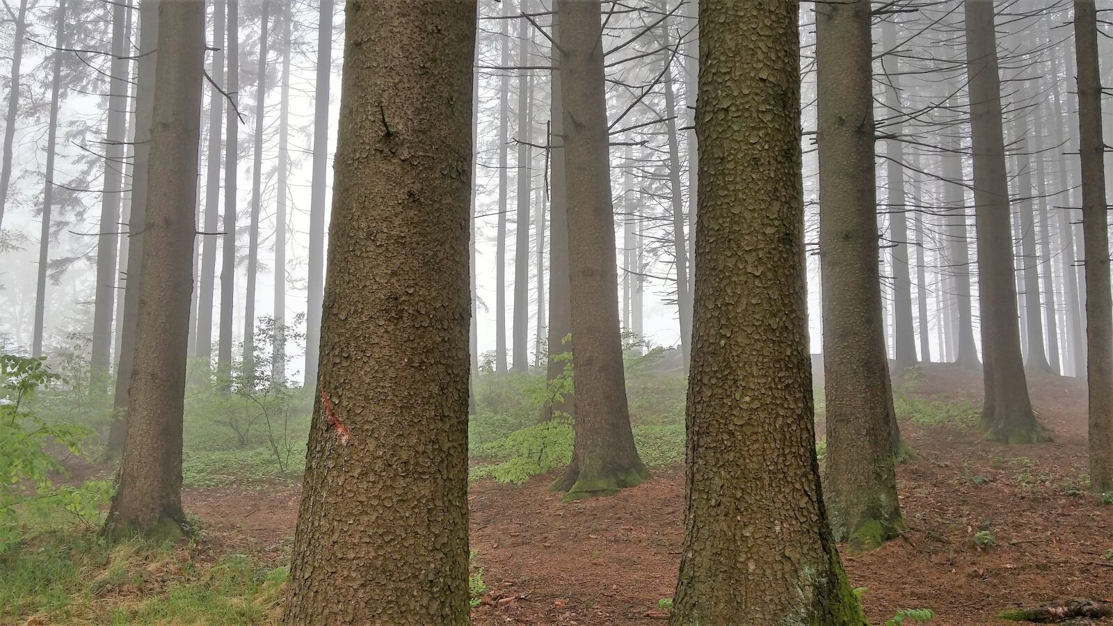 LG G3 sample photo. Forest, trees, fog photography