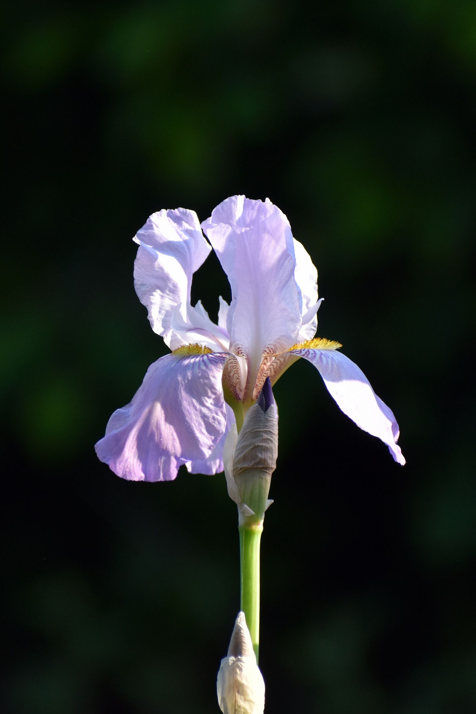 Nikon D3500 sample photo. Lily, iris, purple photography
