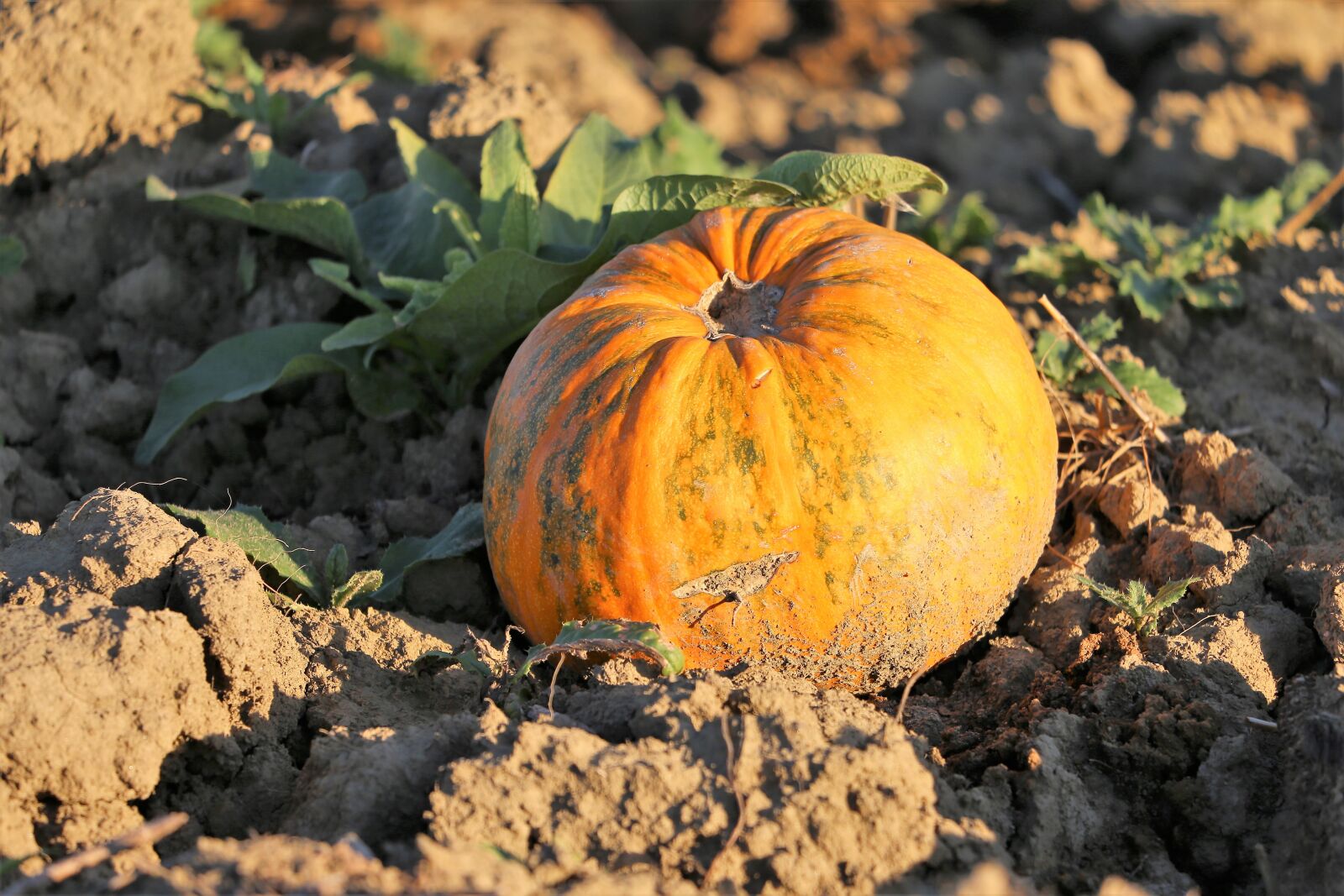 Canon EOS 6D sample photo. Pumpkin, food, left in photography