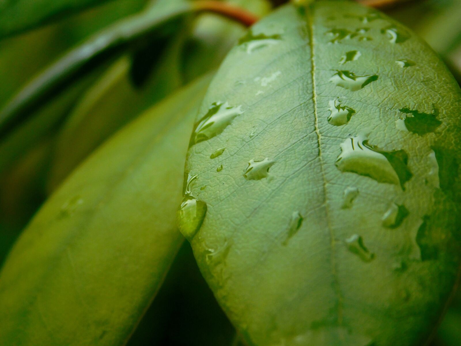 Nikon Coolpix L840 sample photo. Drop of water, leaves photography