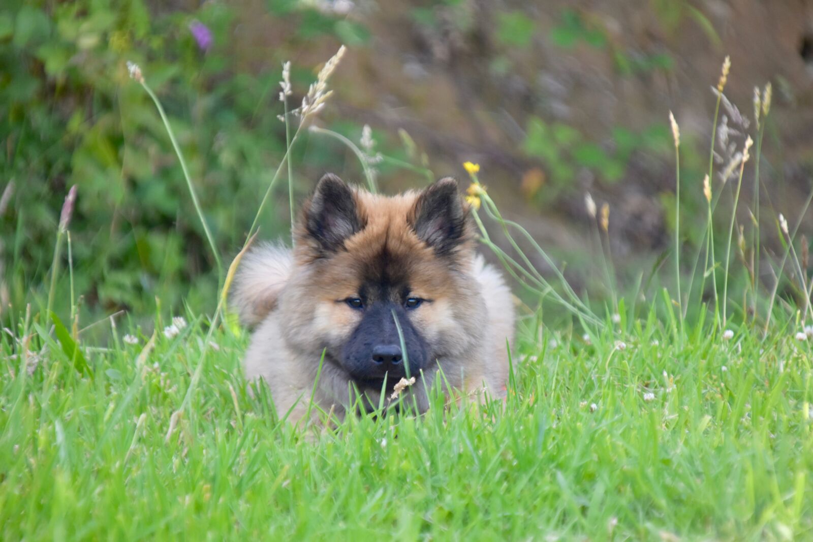 Nikon D5600 sample photo. Dog, pup, eurasier puppy photography