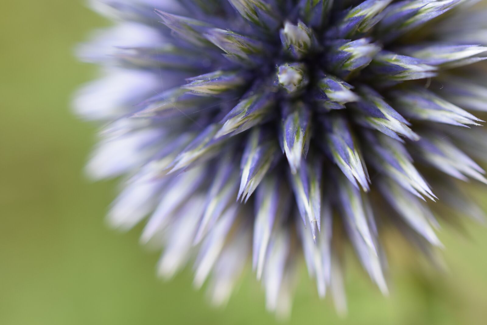 Nikon D3300 sample photo. Flower, bloom, blossom photography
