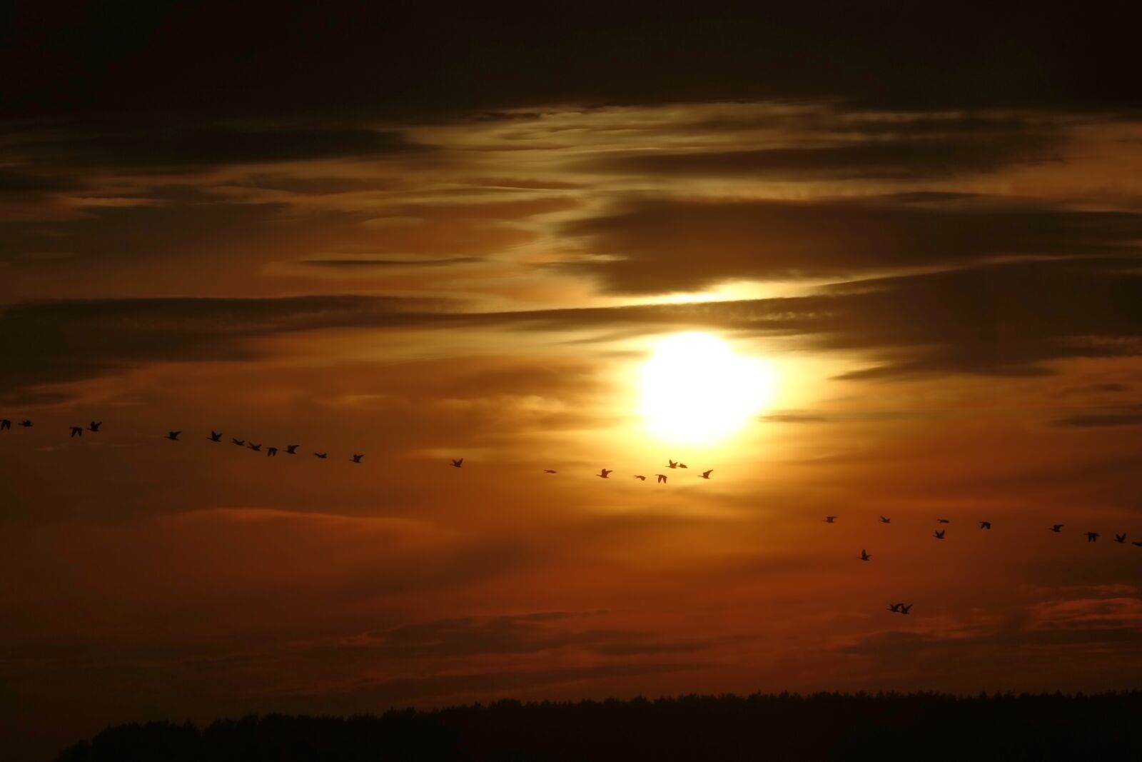 Sony Cyber-shot DSC-RX10 III sample photo. Sun, geese, nature photography