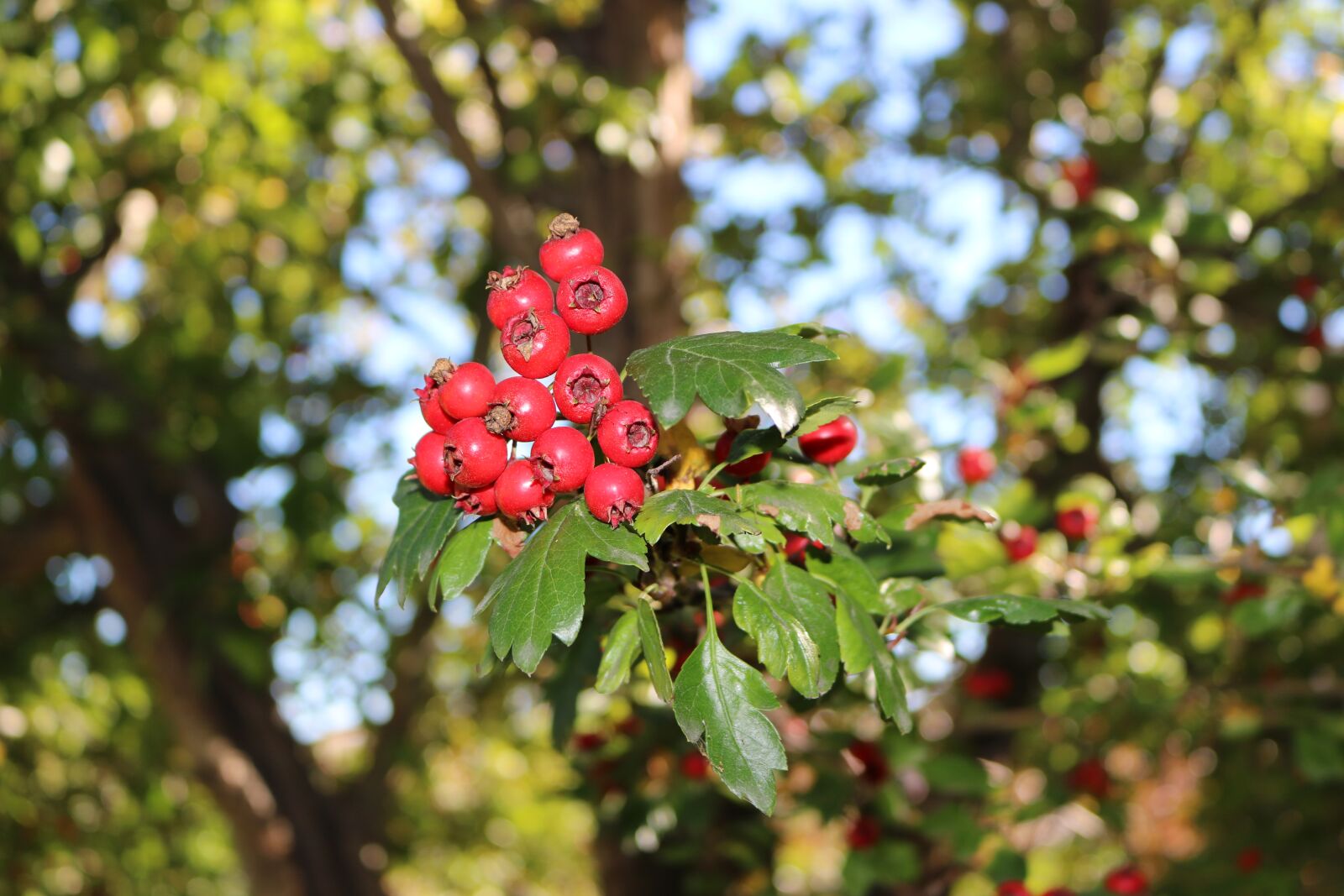 Canon EOS 750D (EOS Rebel T6i / EOS Kiss X8i) sample photo. Berries, red, tree photography