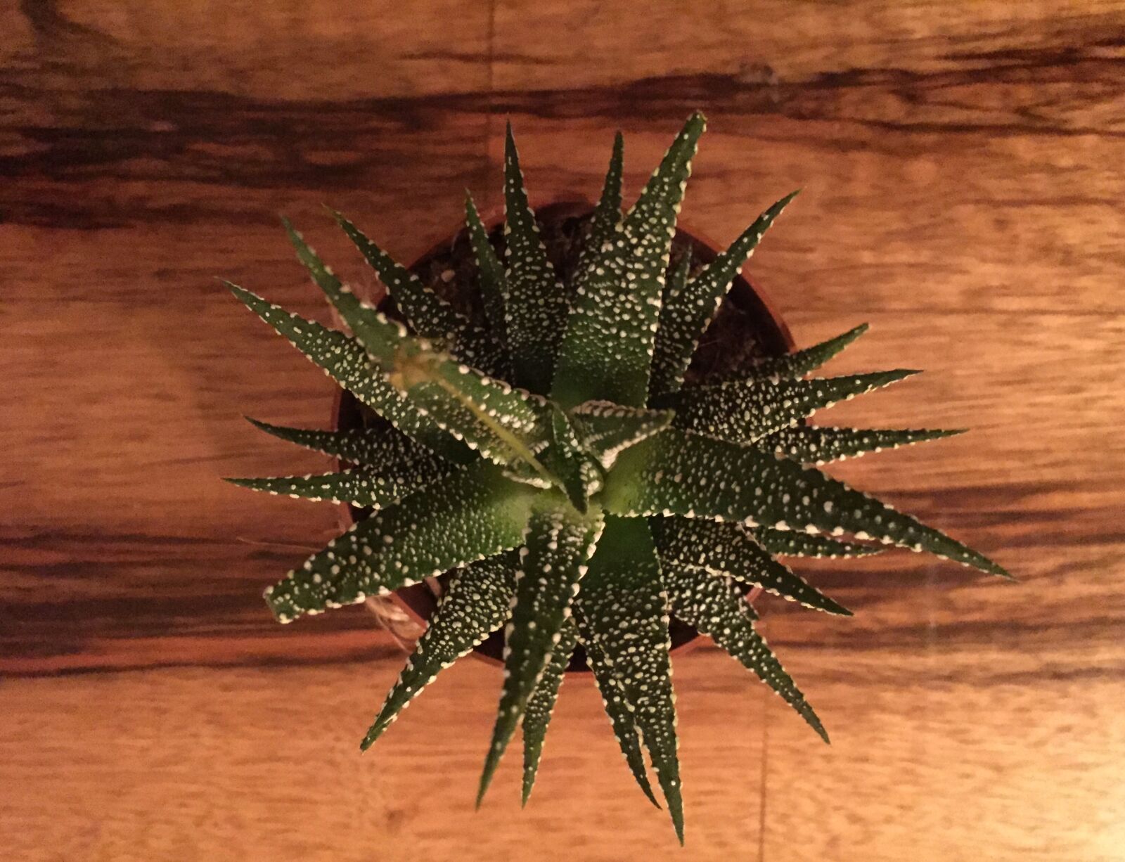 Apple iPhone 6 sample photo. Cactus, greenery photography