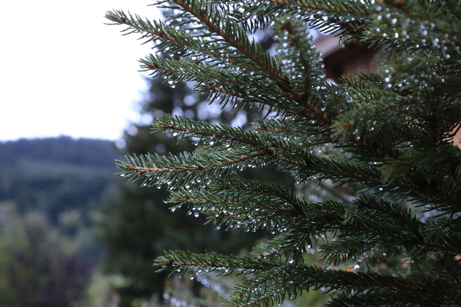 Canon EOS 5D Mark III sample photo. Tree, mist, nature photography