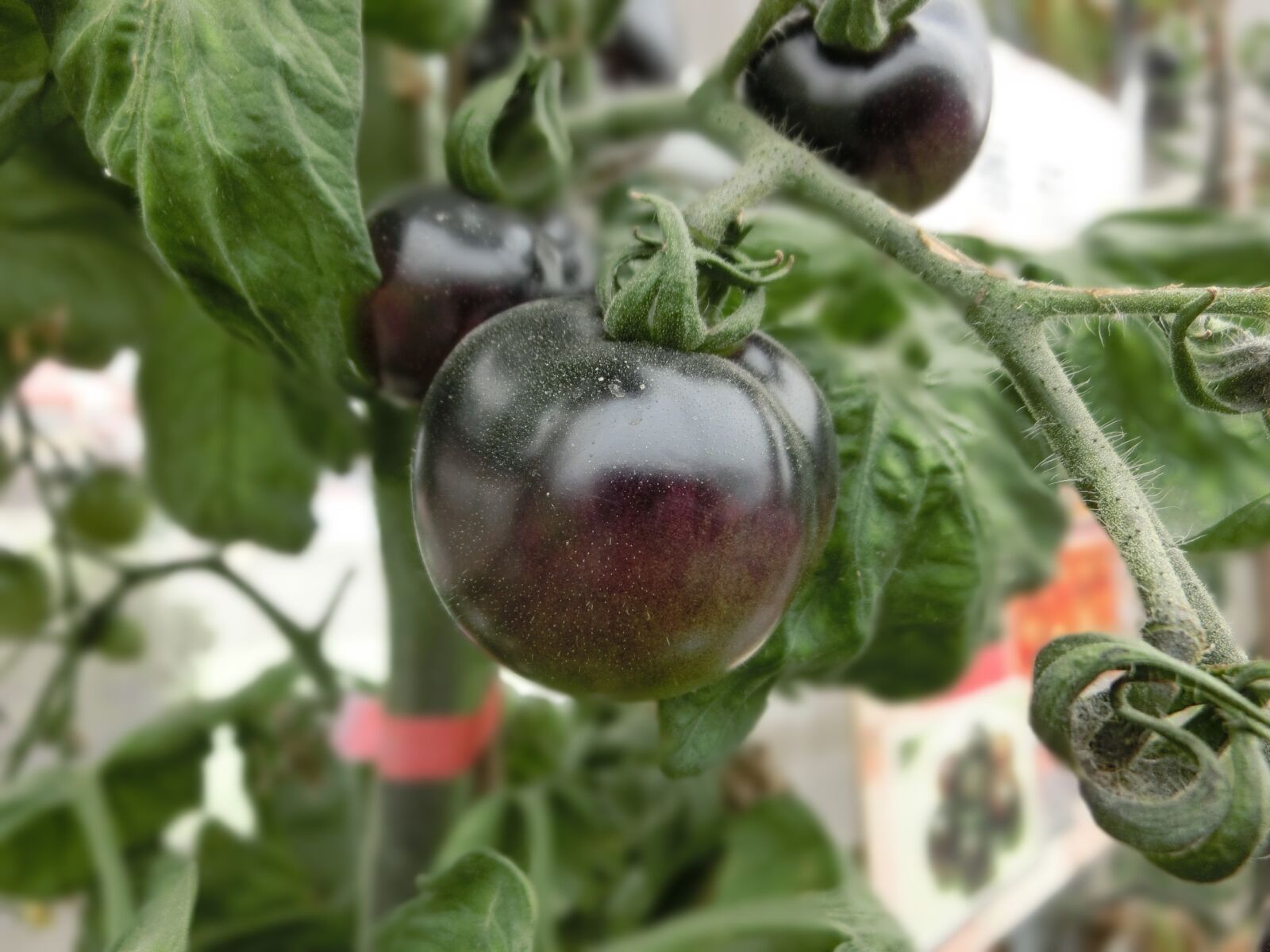 CASIO EX-ZR1200 sample photo. Black tomato, fruit, plant photography