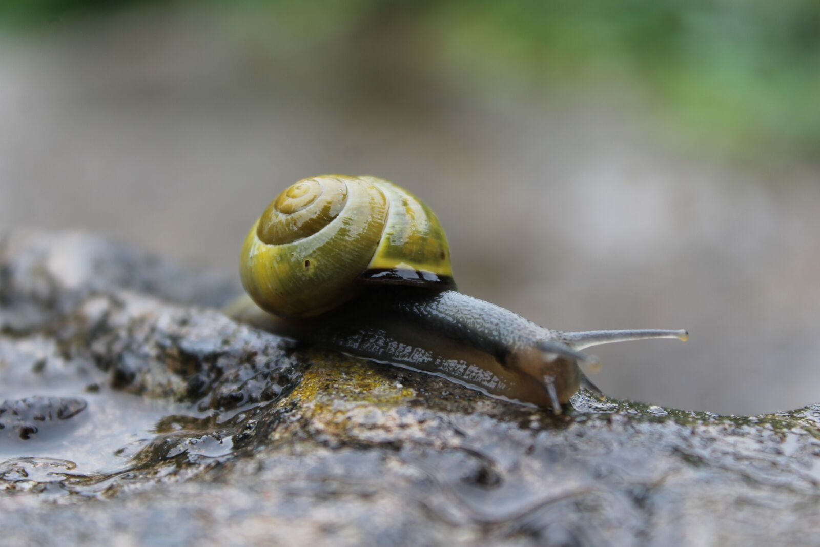 Canon EOS 1100D (EOS Rebel T3 / EOS Kiss X50) sample photo. Snail, rain, tiny photography