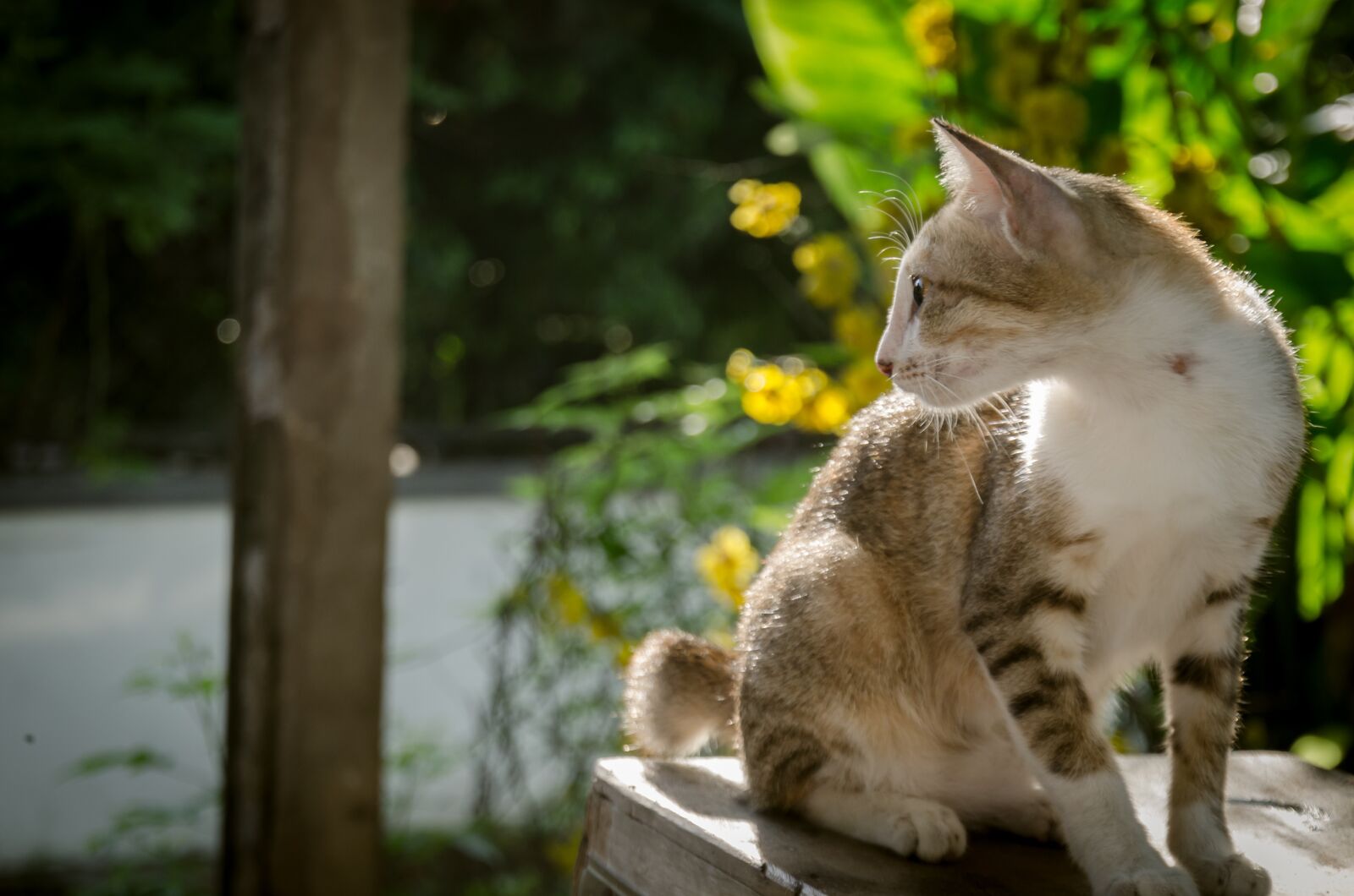 Nikon D5100 sample photo. Cat, animal, nice photography