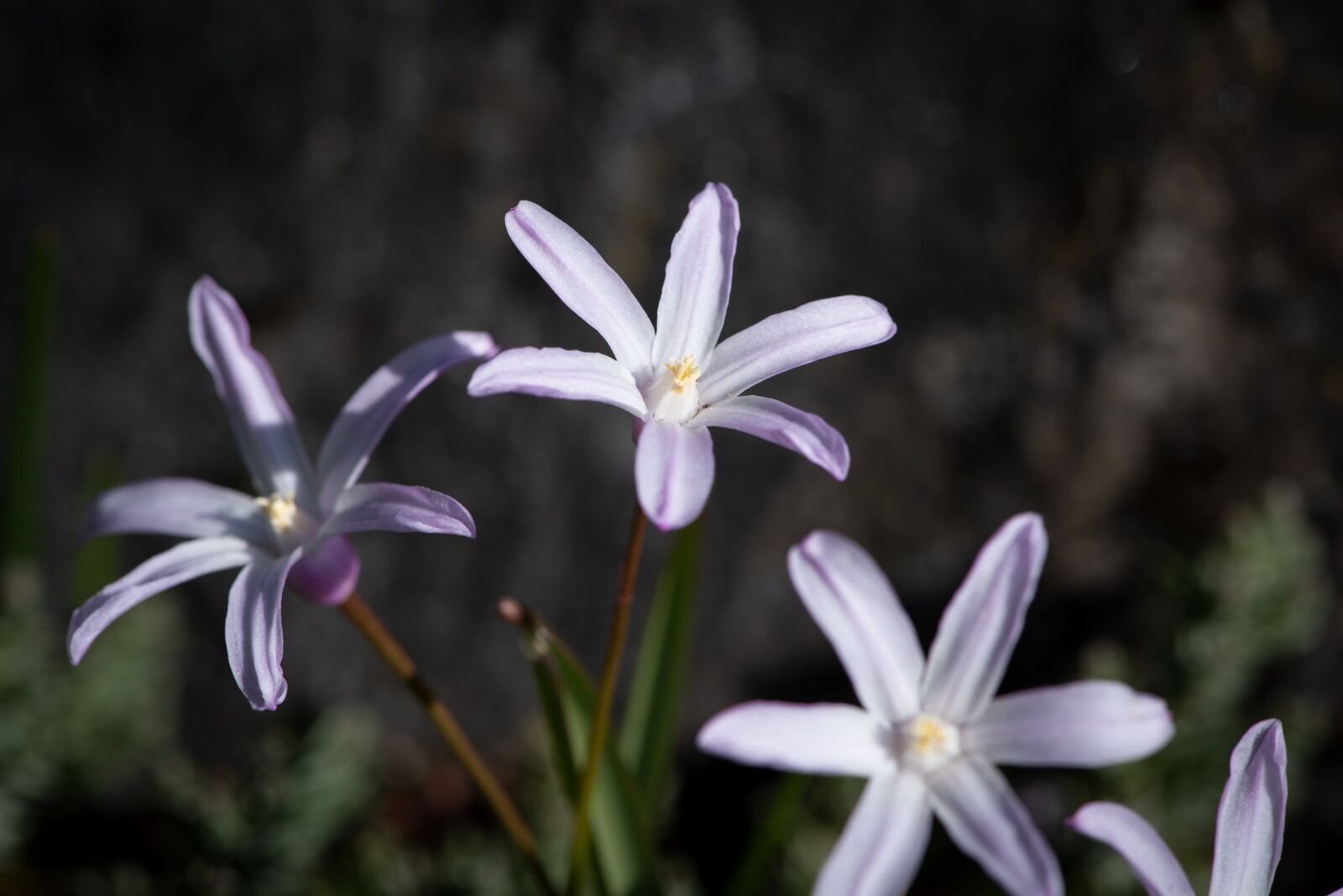 Nikon D750 sample photo. Flower, garden, flowers photography