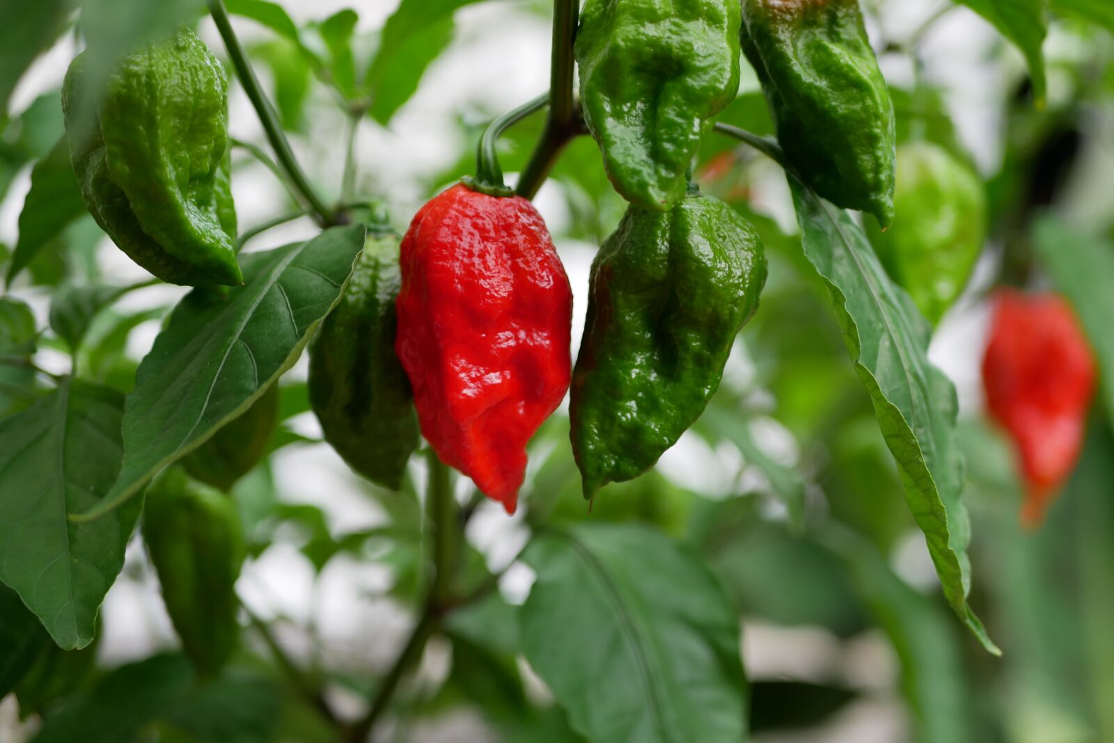 Panasonic Lumix DMC-GX85 (Lumix DMC-GX80 / Lumix DMC-GX7 Mark II) sample photo. Plant, ghost pepper, heat photography