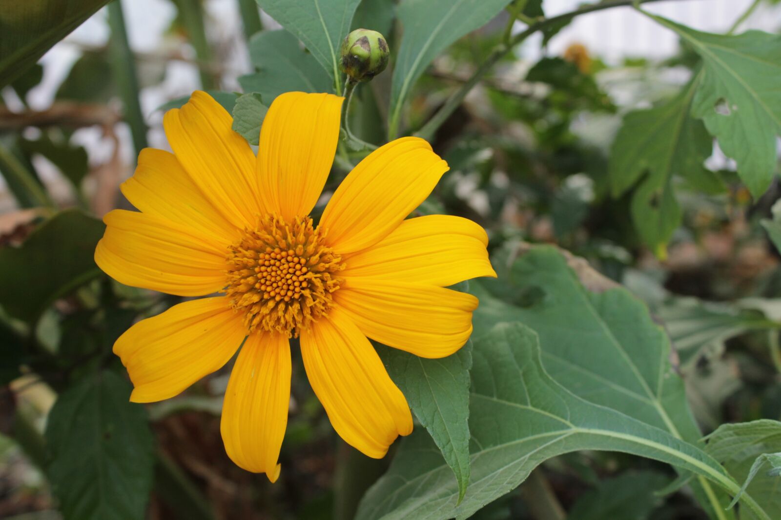 Canon EOS 1100D (EOS Rebel T3 / EOS Kiss X50) sample photo. Tithonia diversifolia, flower, yellow photography