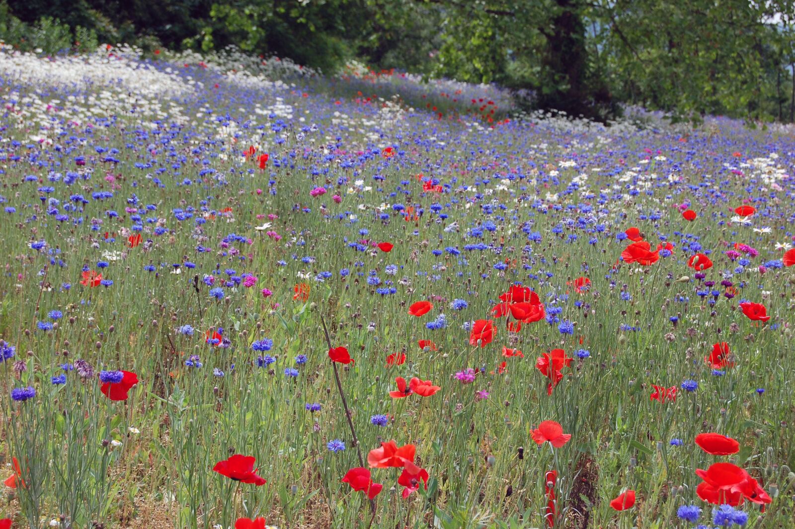 Nikon D40 sample photo. The, flower, spot photography