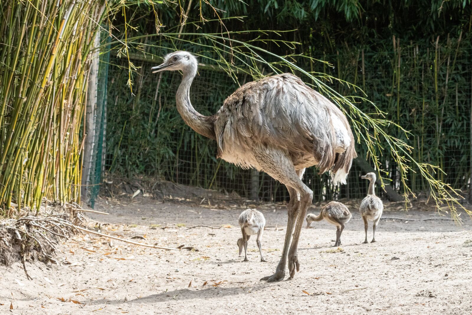 Canon EOS 80D sample photo. Emu, jams, flightless bird photography